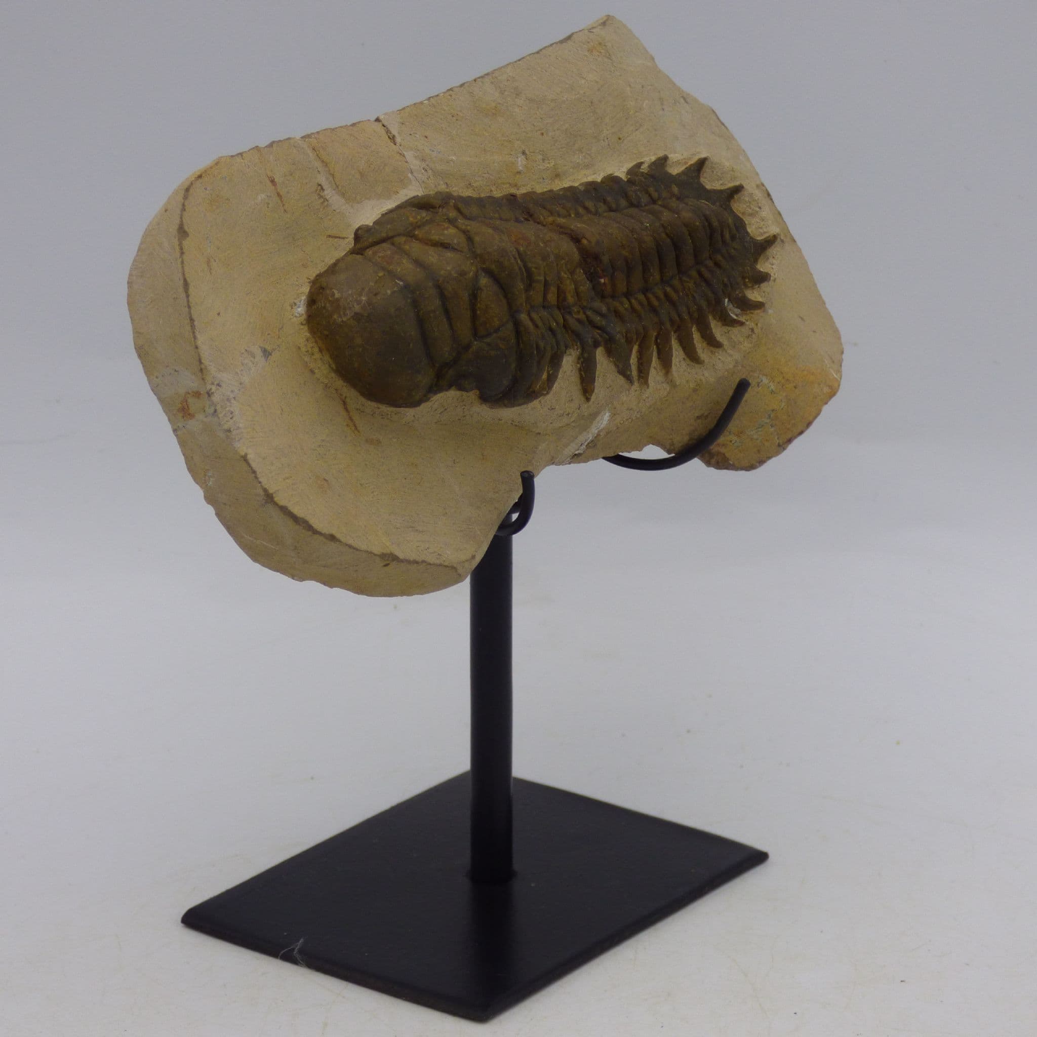 Fossil Trilobite Crotalocephalina gibba on Hand Crafted Steel Stand