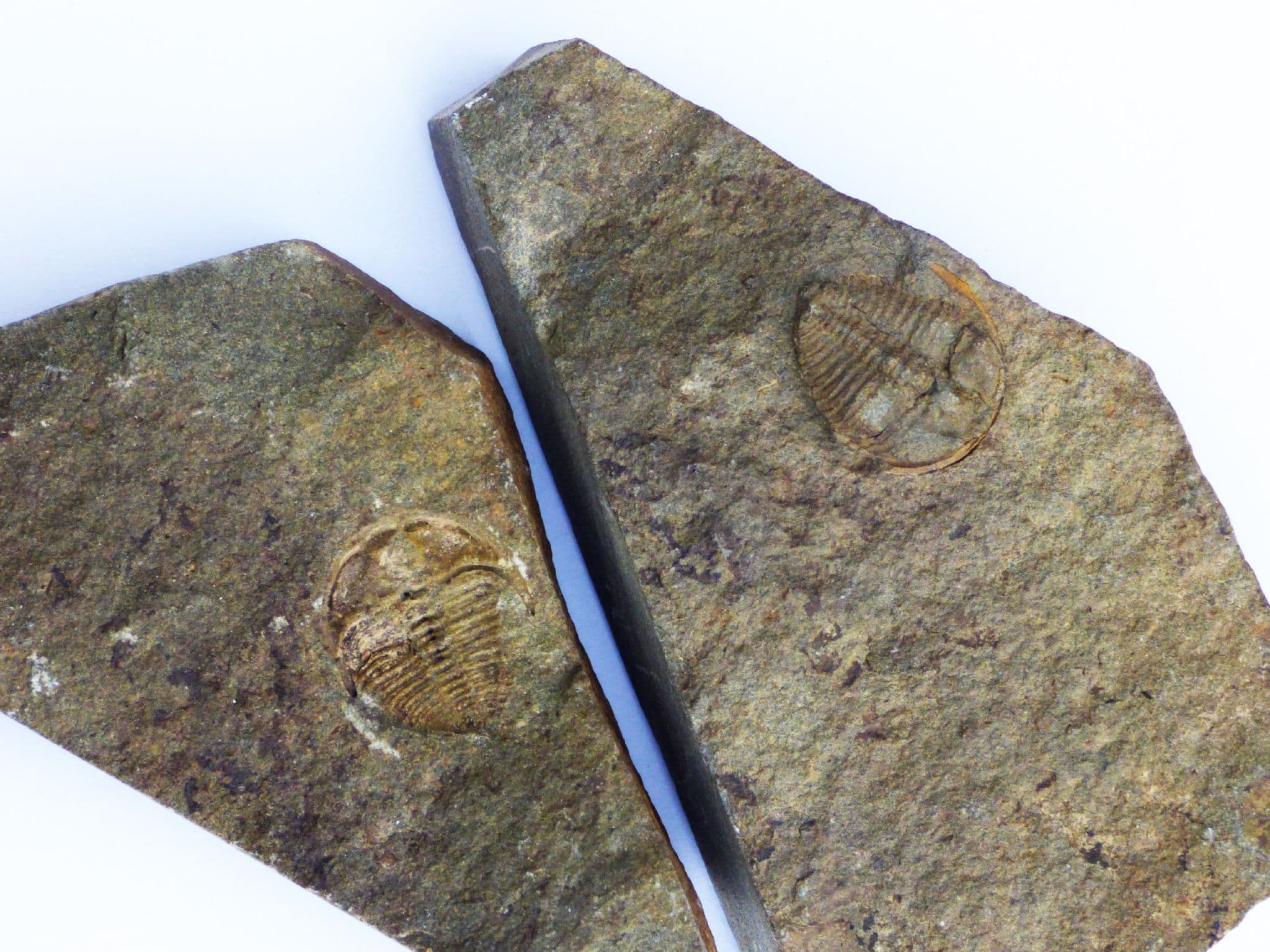 Fossil trilobite Ctenocephalus Coronatus Barrande