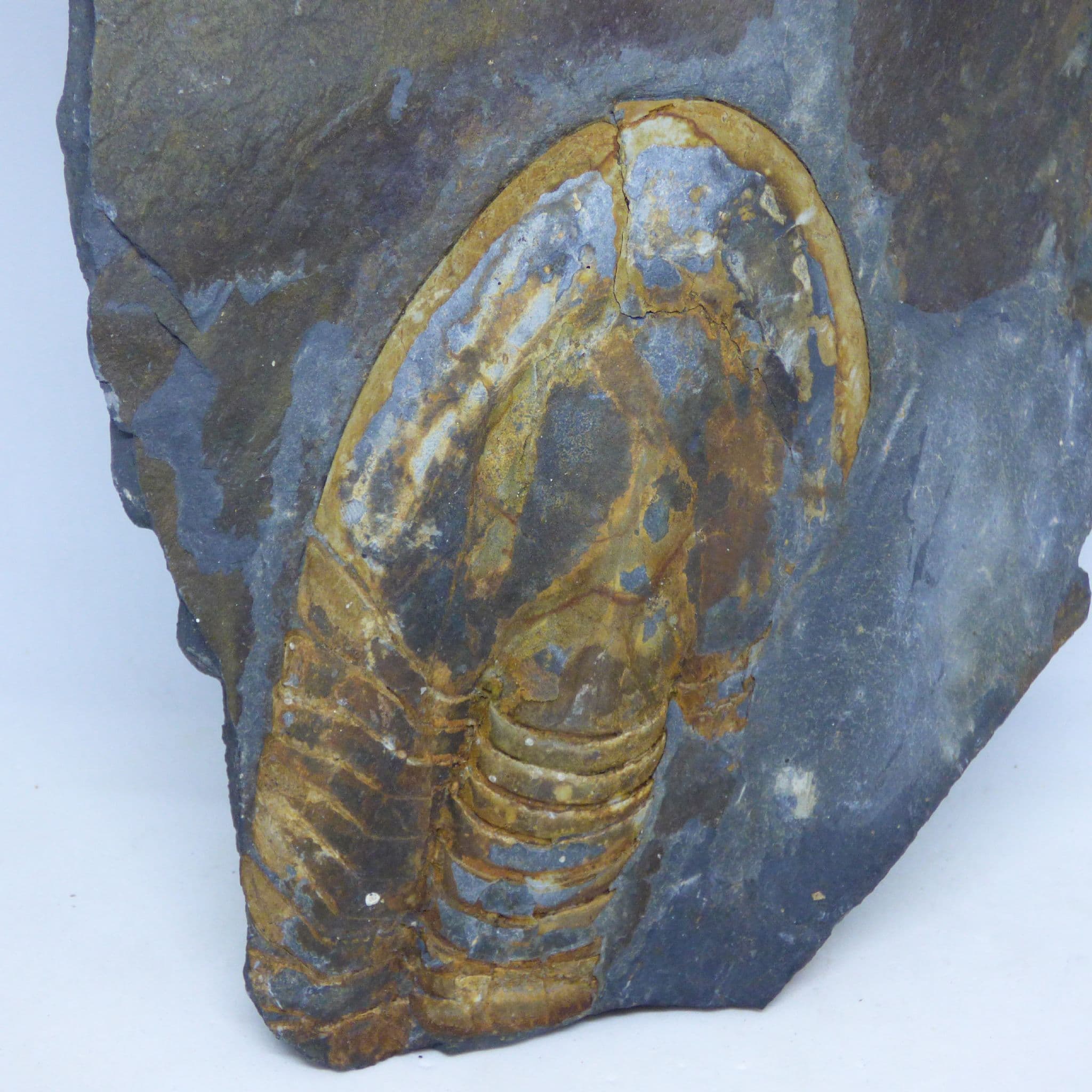 Fossil Trilobite Ectiilaenus Giganteus Portugal Ordovician