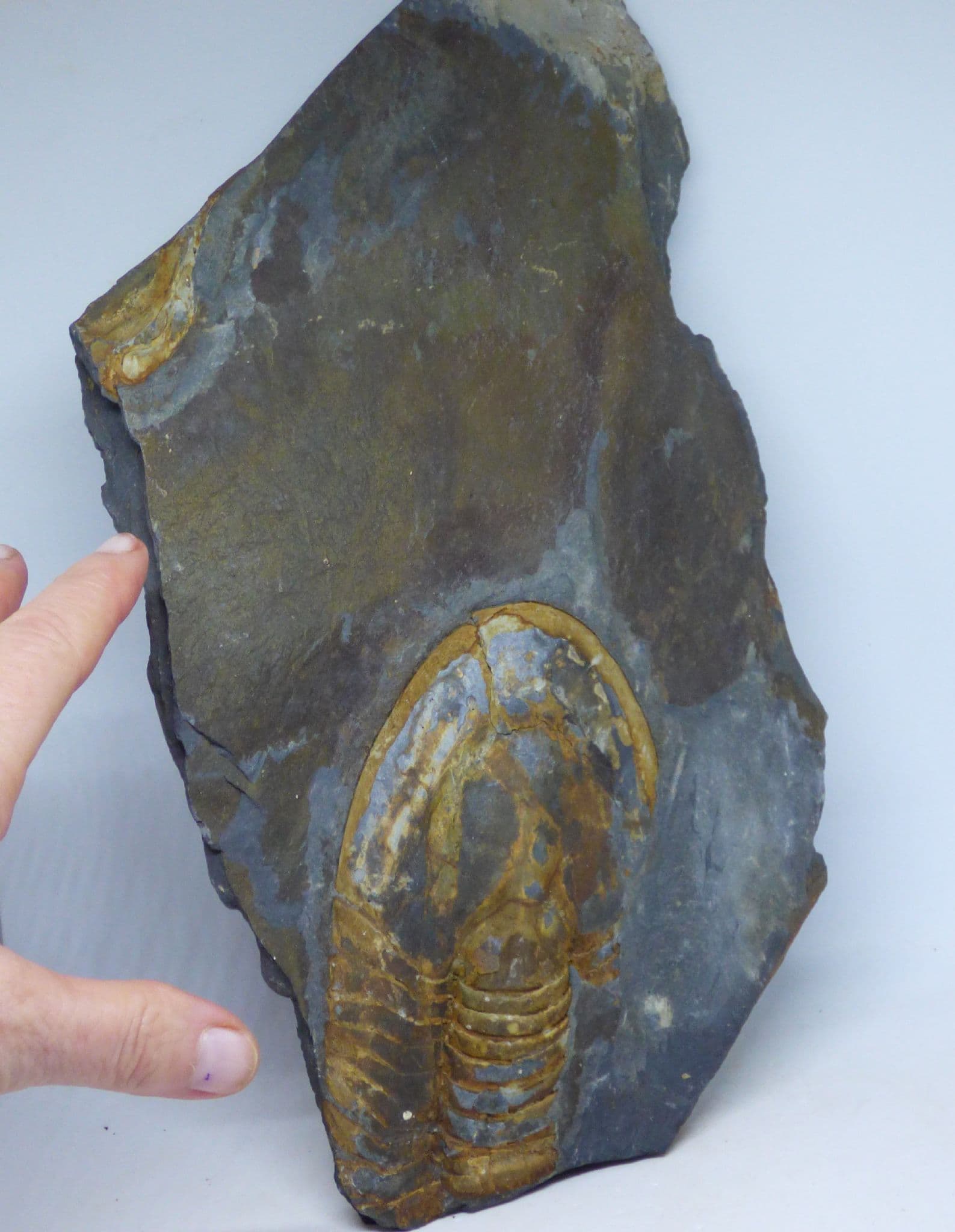 Fossil Trilobite Ectiilaenus Giganteus Portugal Ordovician