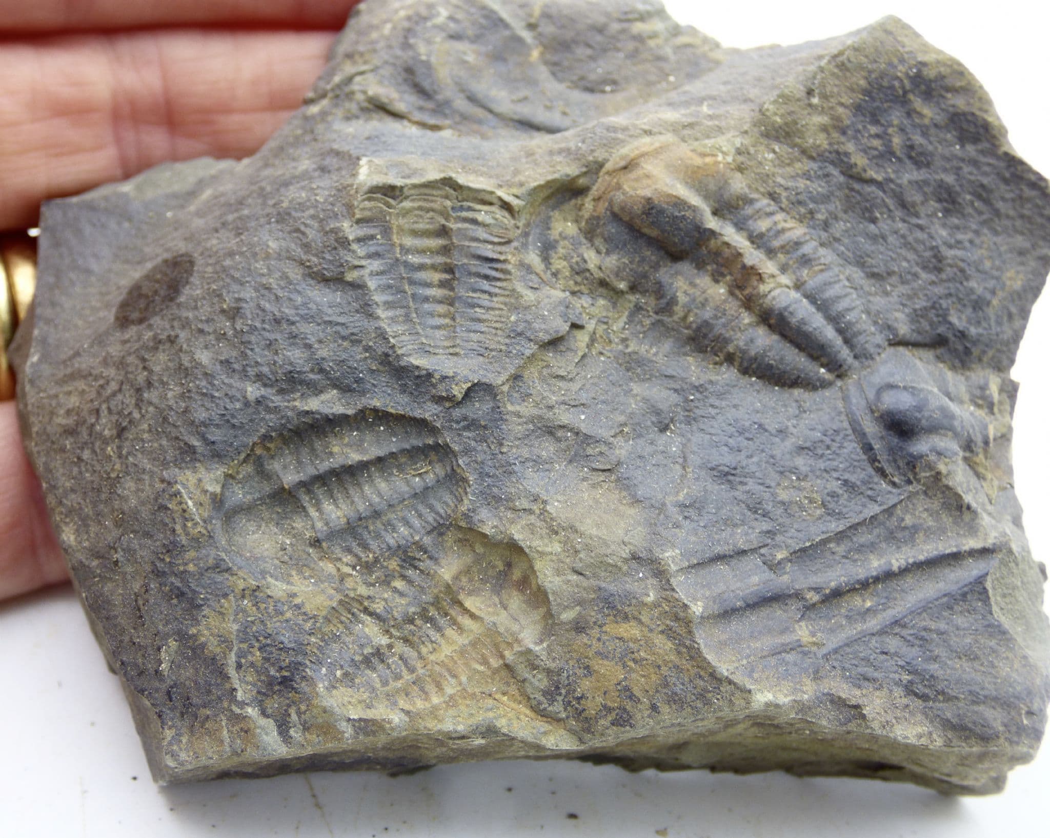 Fossil Trilobite Ellipsocephalus Hoffi Mid Cambrian Czech Republic (1)