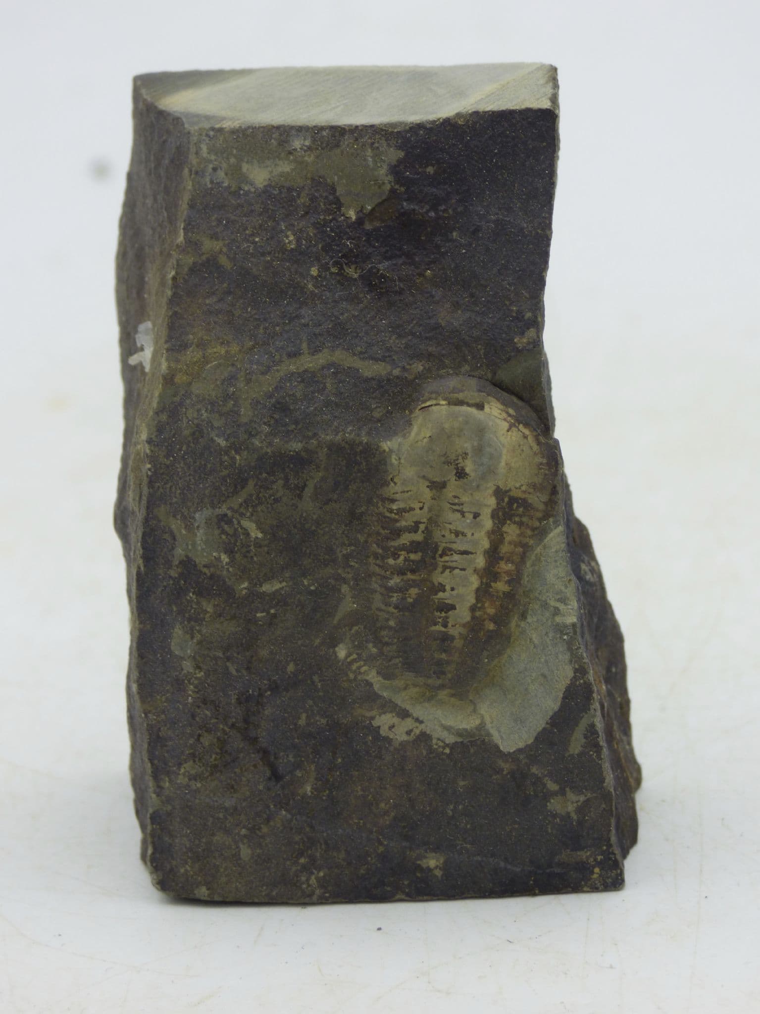 Fossil Trilobite Ellipsocephalus Hoffi Mid Cambrian Czech Republic (1) (2)