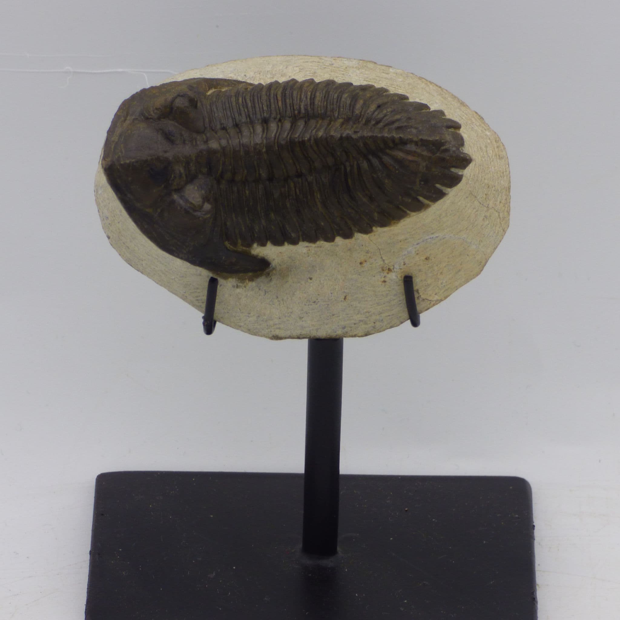 Fossil Trilobite Hollaradops Mesocristata on Hand Crafted Steel Stand Display Stand