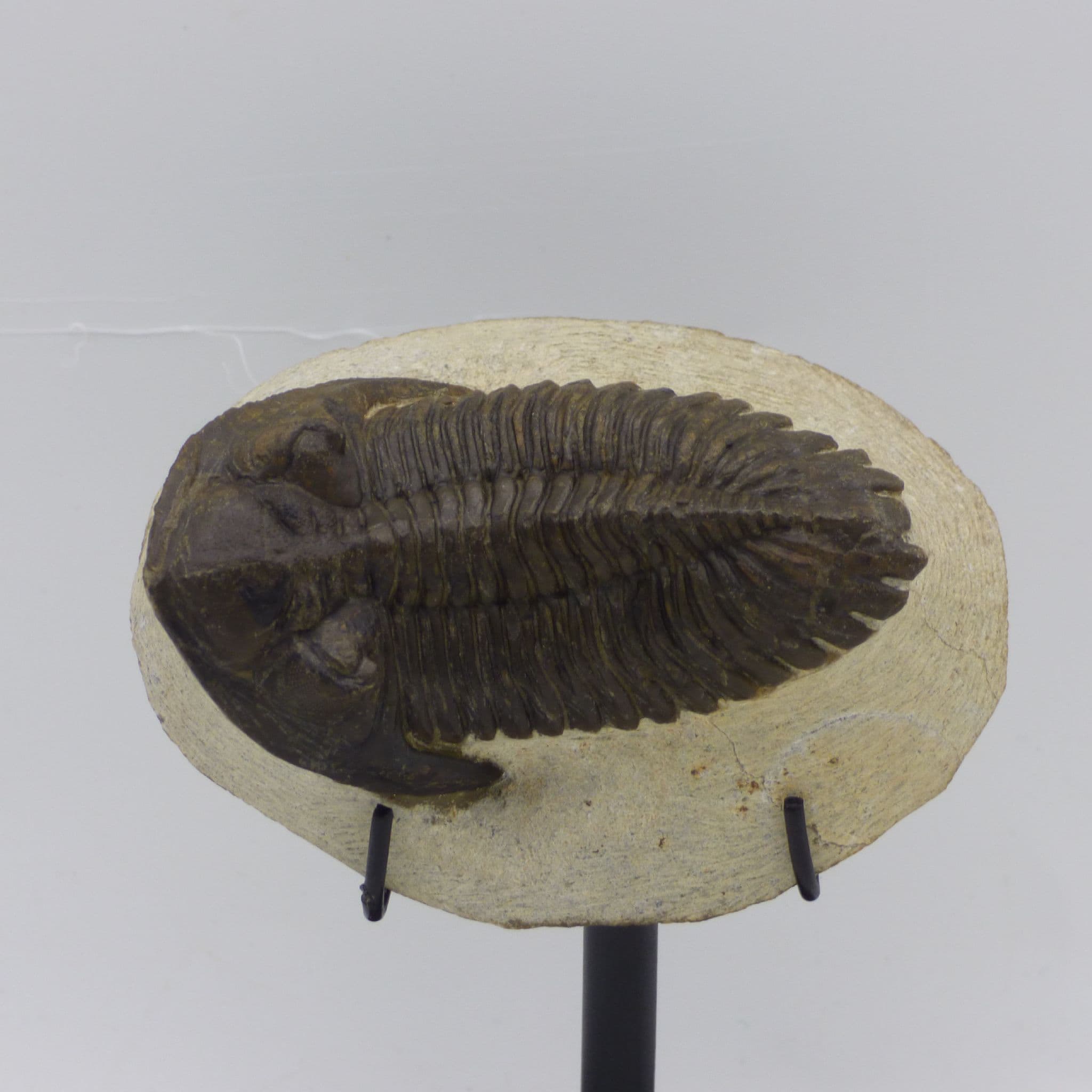 Fossil Trilobite Hollaradops Mesocristata on Hand Crafted Steel Stand Display Stand