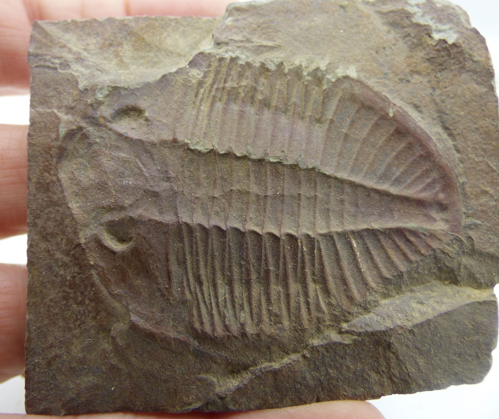 Fossil Trilobite Ogyginus Corndensis Ordovician Powys Wales UK (1)