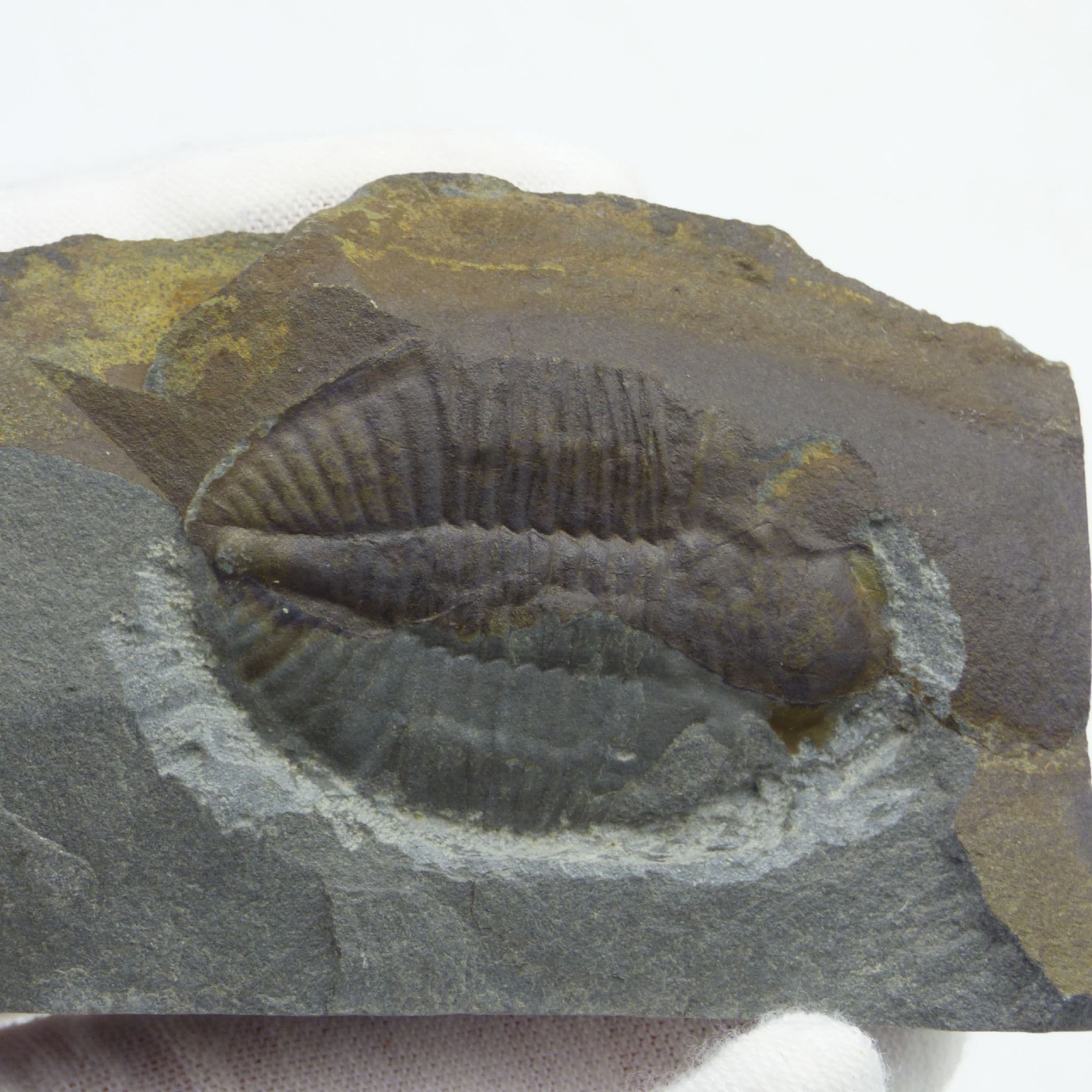 Fossil Trilobite Ogyginus Corndensis Ordovician Powys Wales UK