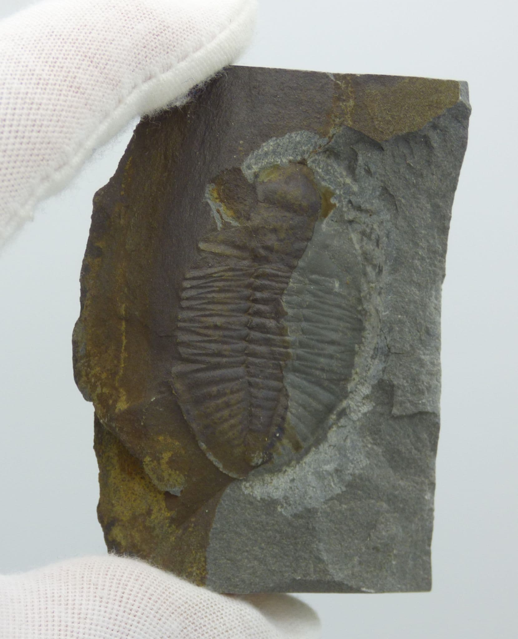 Fossil Trilobite Ogyginus Corndensis Ordovician Powys Wales UK