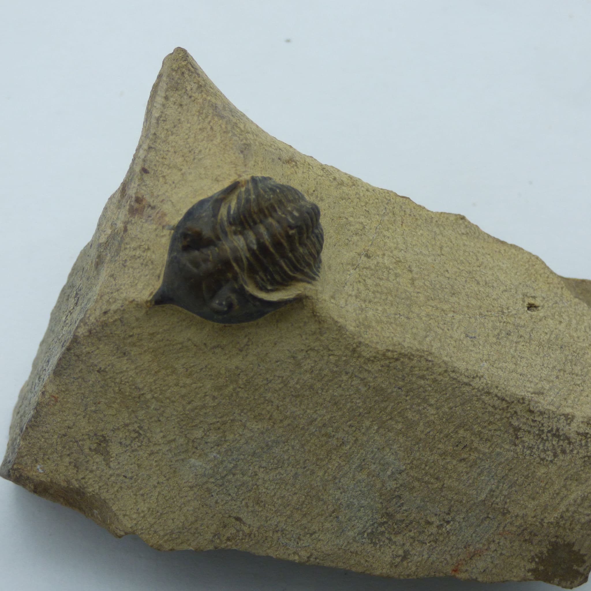 Fossil Trilobite Pseudocryphaeus Minimus Devonian Morocco