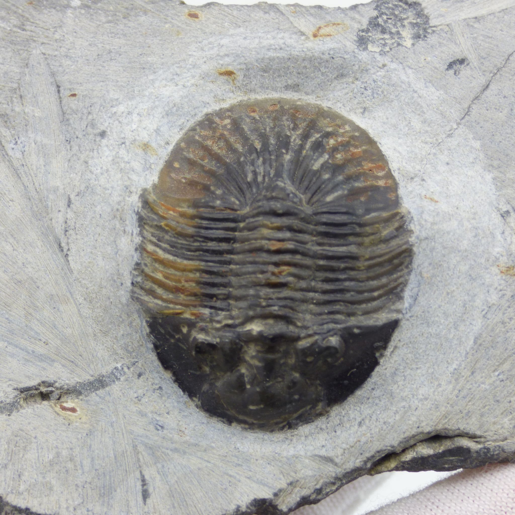 Fossil Trilobite Scrabiscutellum Mid Devonian