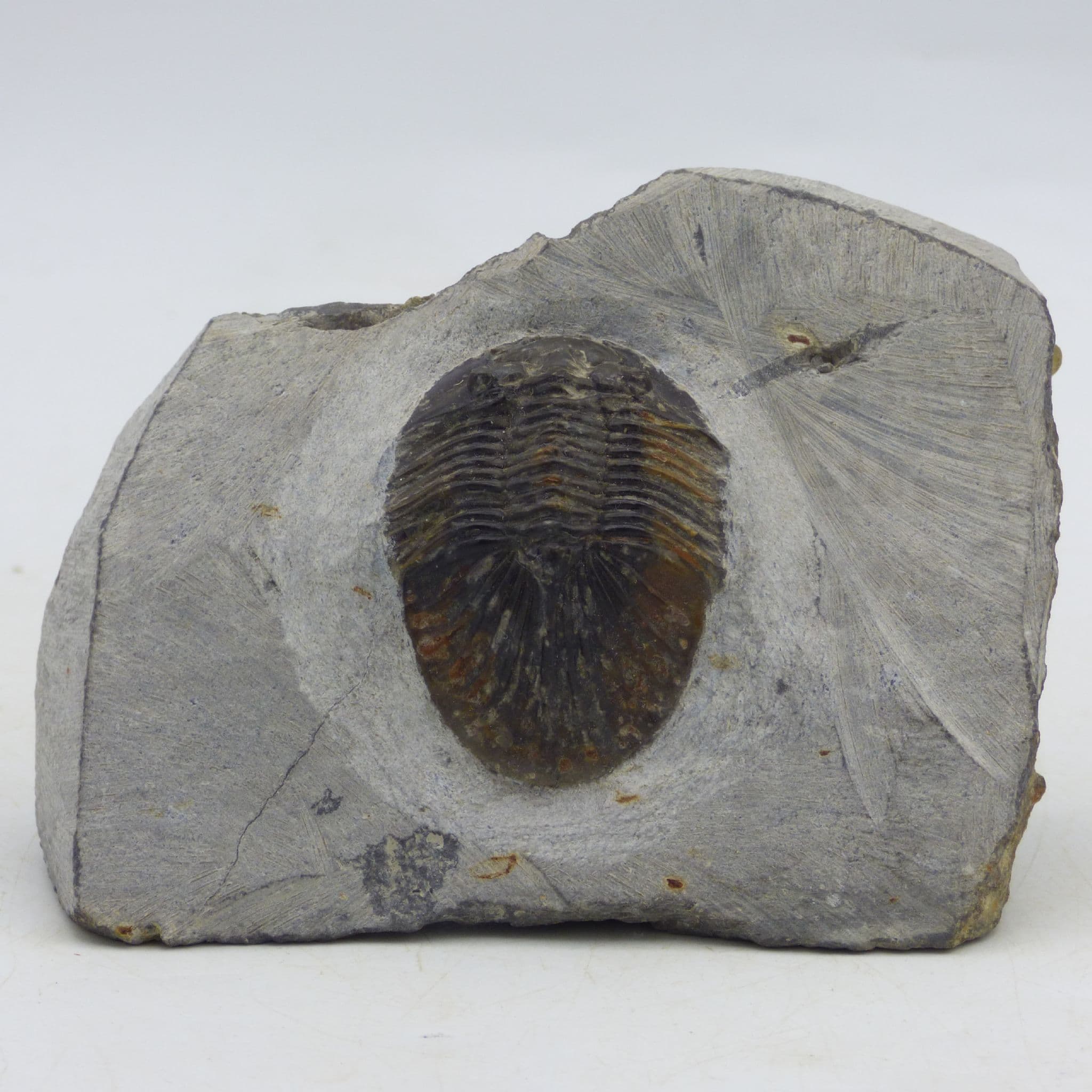 Fossil Trilobite Scrabiscutellum Mid Devonian