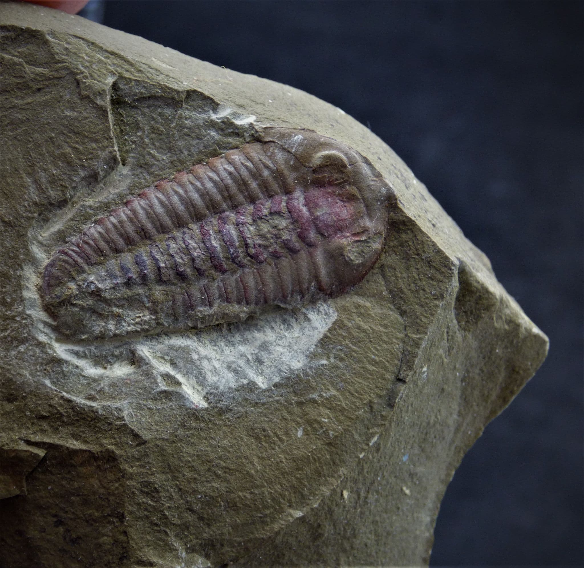 Fossil Trilobite  sp.Bavaria  with Display Stand