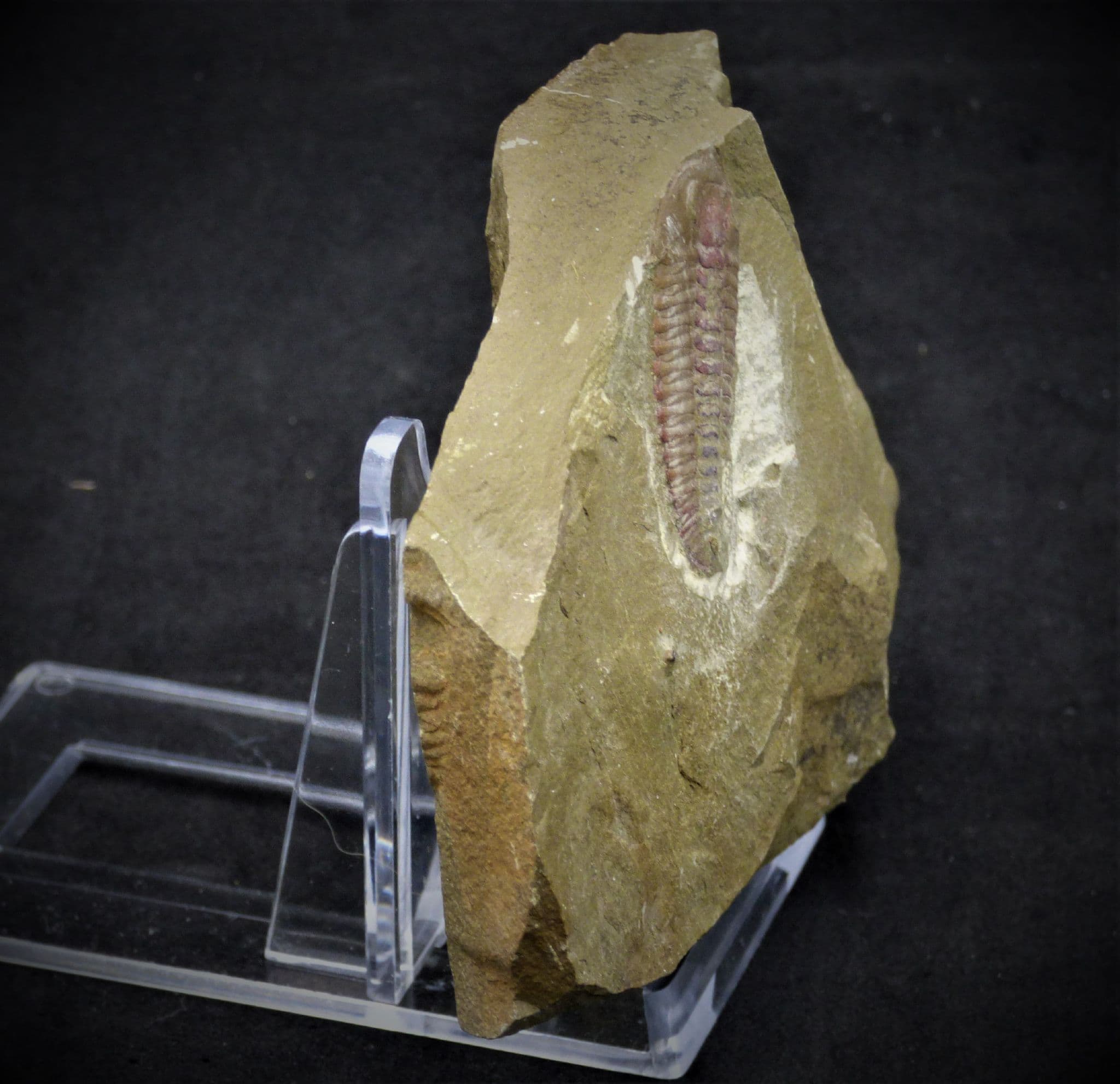 Fossil Trilobite  sp.Bavaria  with Display Stand