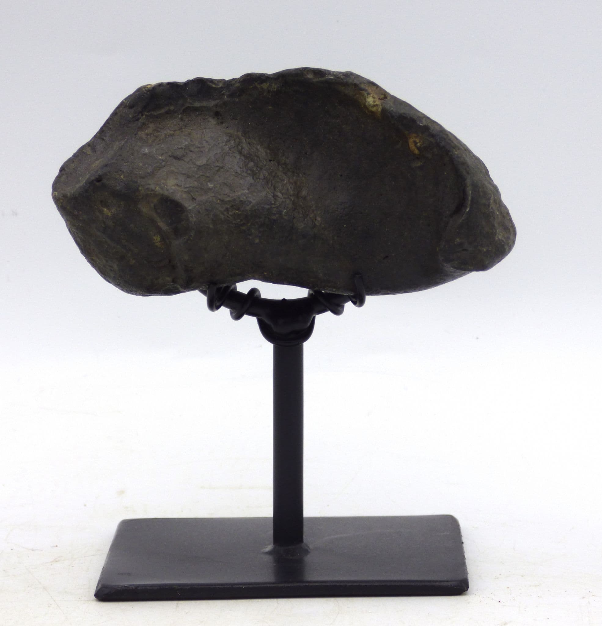 Fossil Whale  Inner Ear Bone  ( Otolith) on Hand Crafted Steel Display Stand