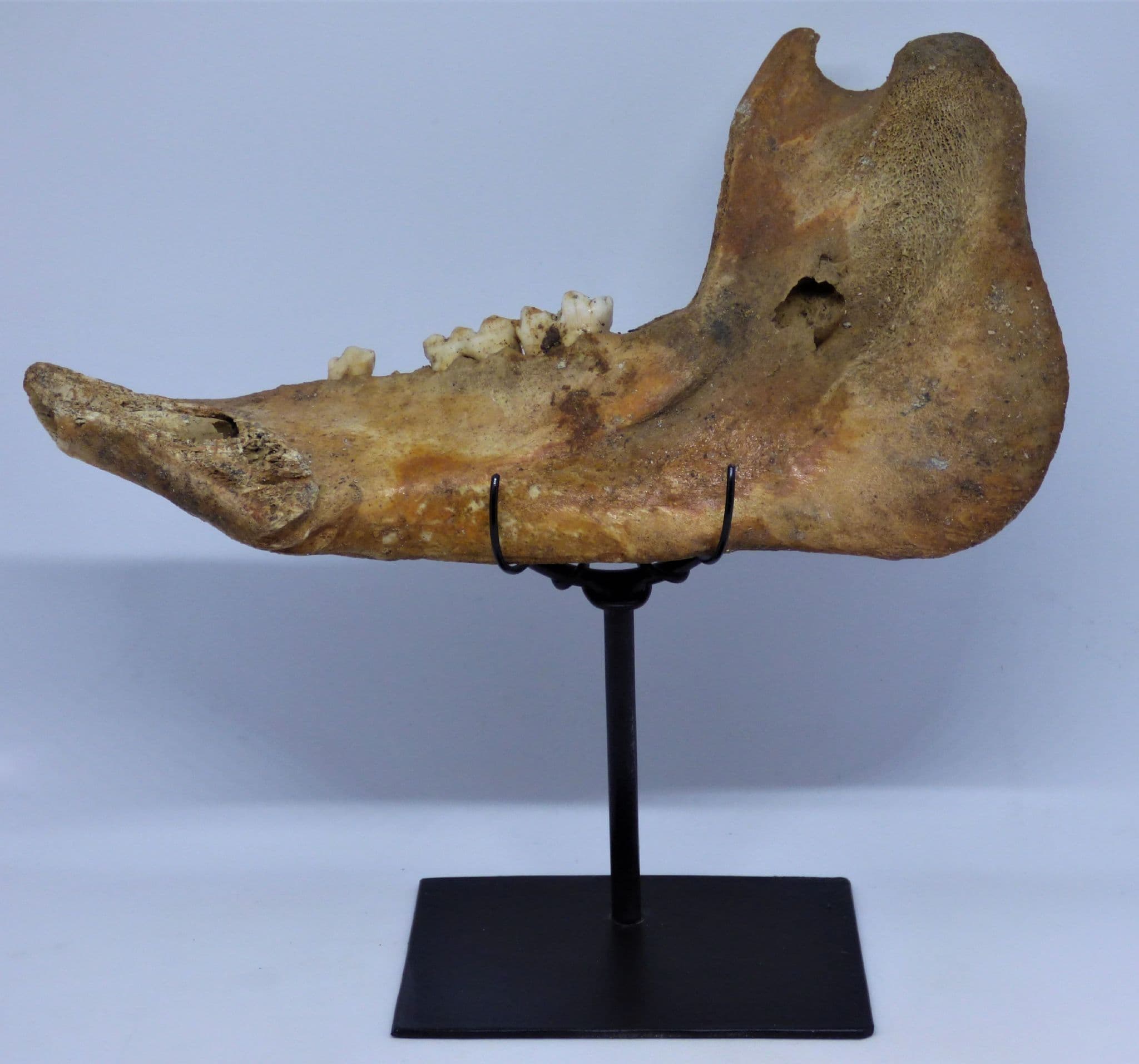 Fossil Wild Boar Jaw Section with Teeth; Sus Scrofa.Hand Crafted Stand