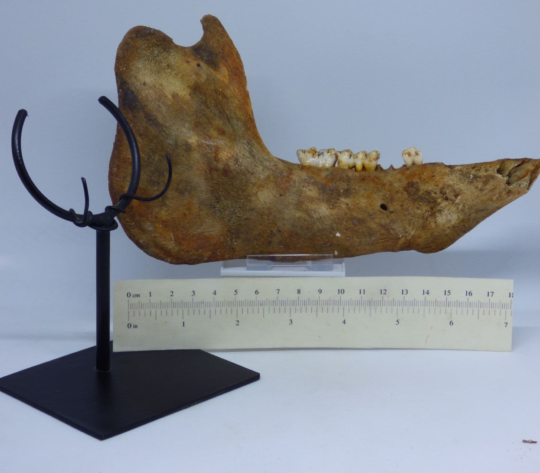 Fossil Wild Boar Jaw Section with Teeth; Sus Scrofa.Hand Crafted Stand