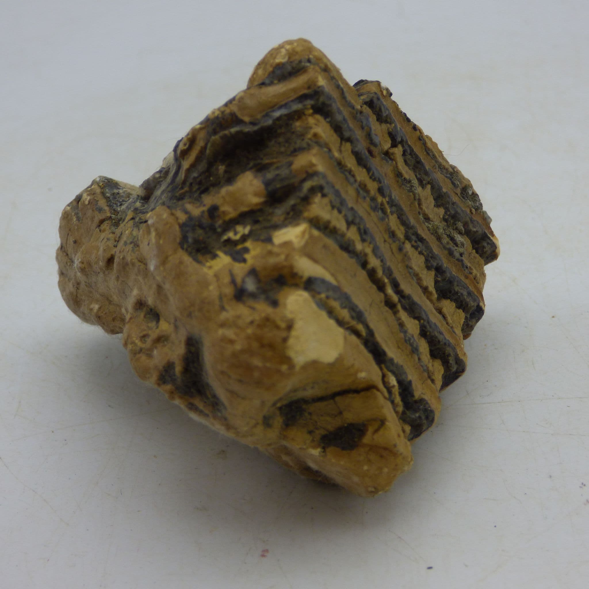 Fossil Wooly Mammoth Tooth Section