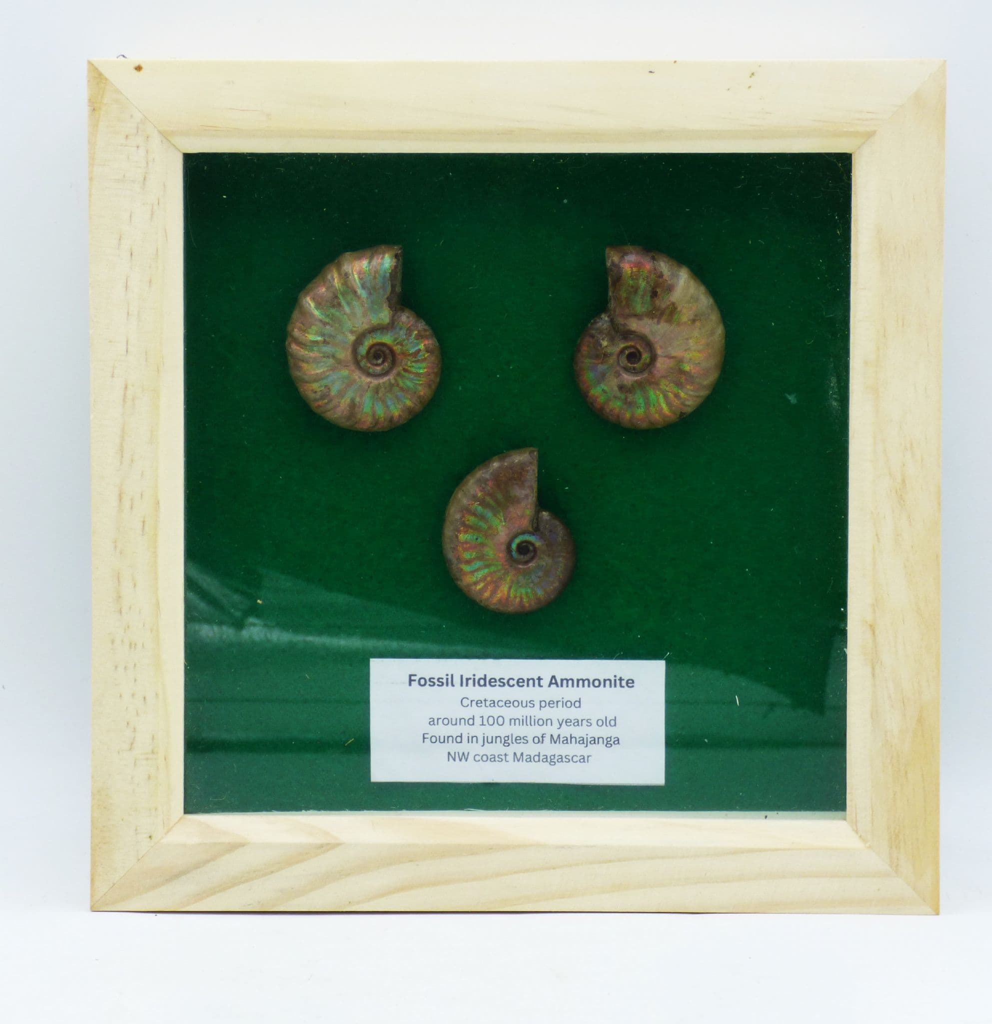 Framed Ammonite Fossil Group ;Iridescent/Opalescent Cretaceous. (1)