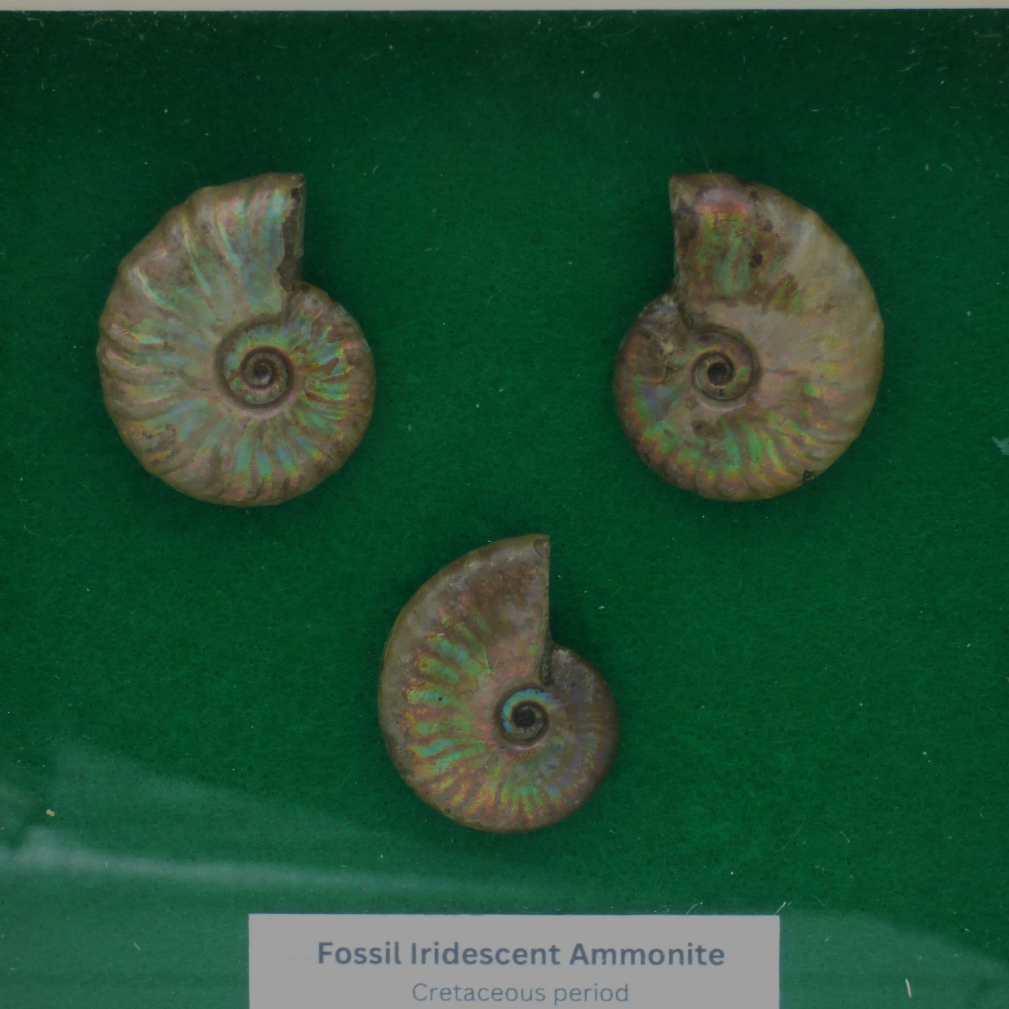 Framed Ammonite Fossil Group ;Iridescent/Opalescent Cretaceous. (1)