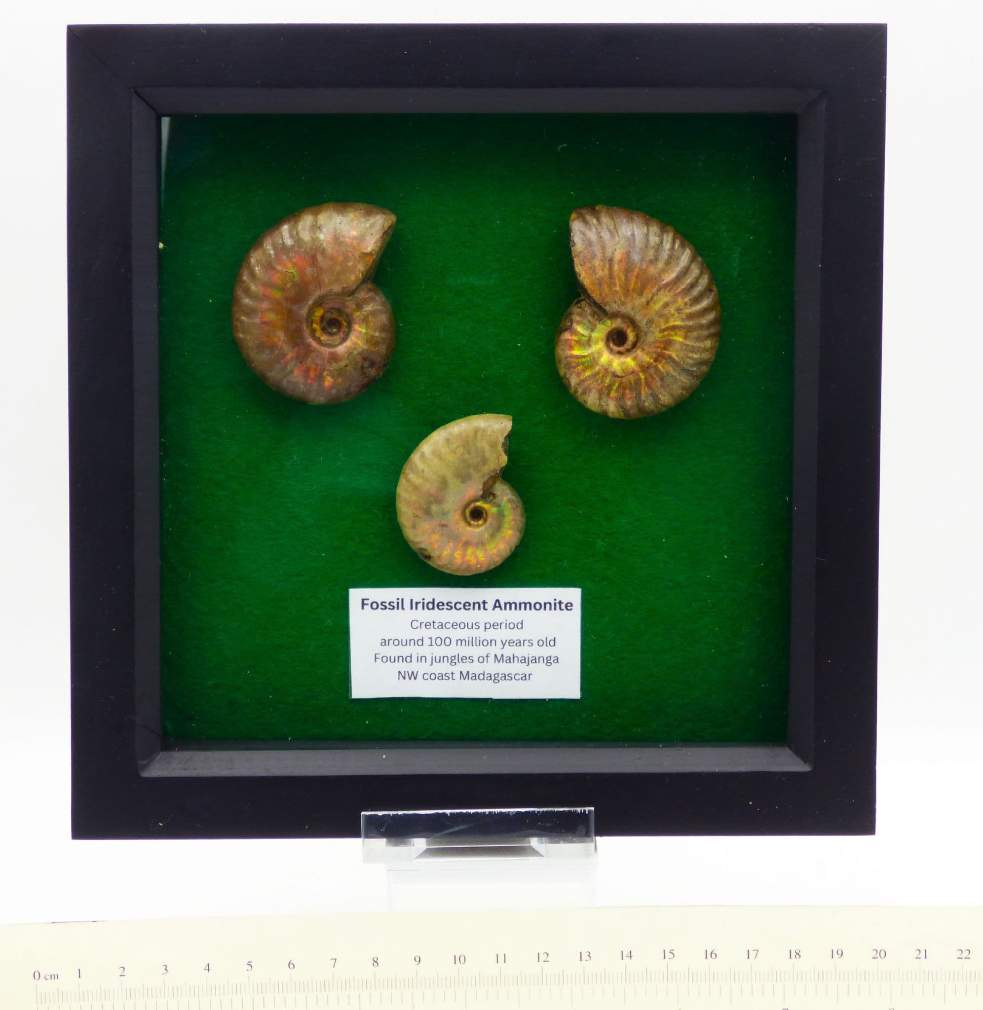 Framed Ammonite Fossil Group ;Iridescent/Opalescent Cretaceous.