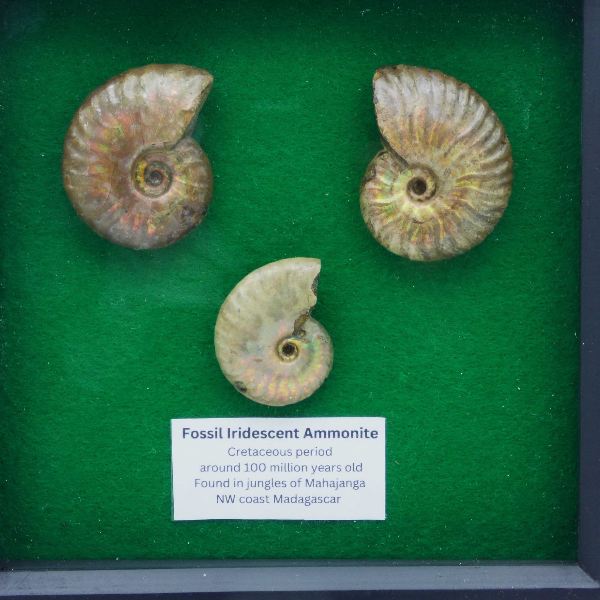 Framed Ammonite Fossil Group ;Iridescent/Opalescent Cretaceous.