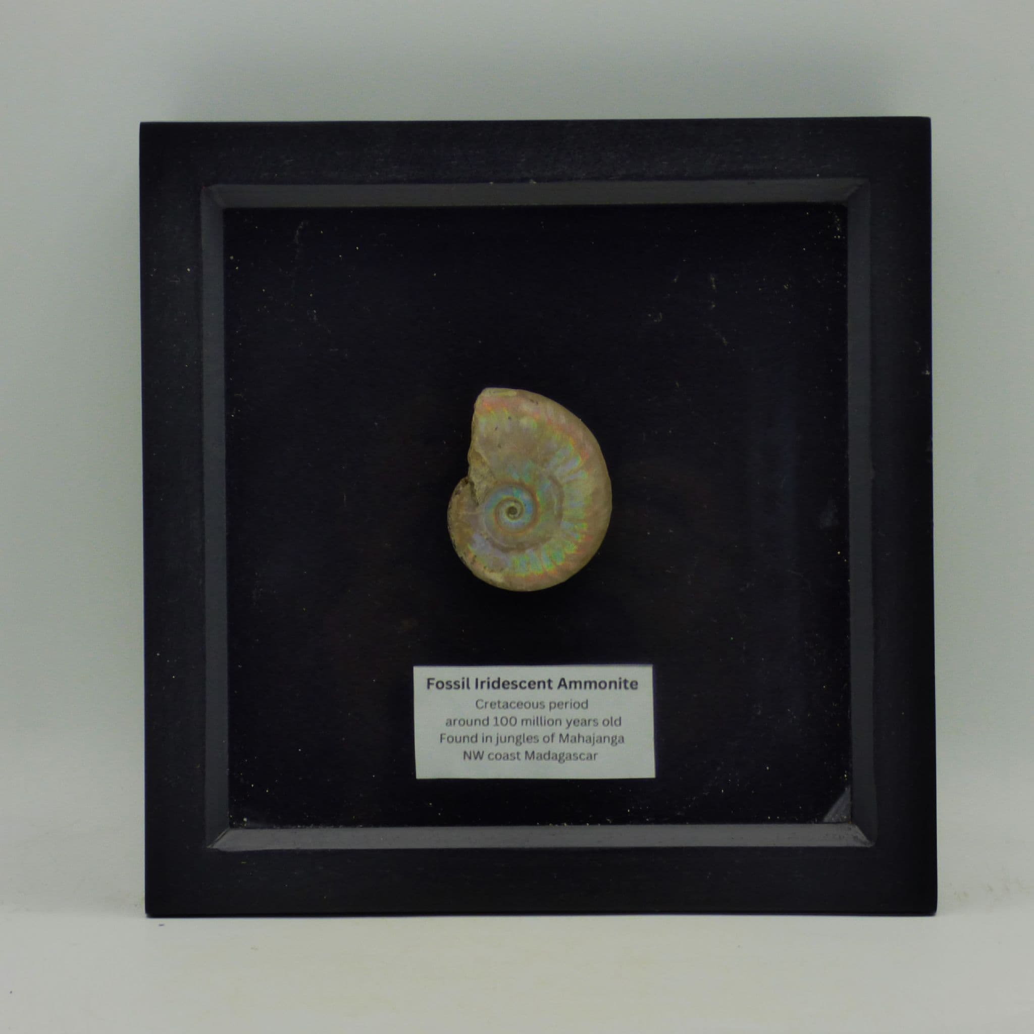 Framed Ammonite Fossil ;Iridescent/Opalescent Cretaceous.