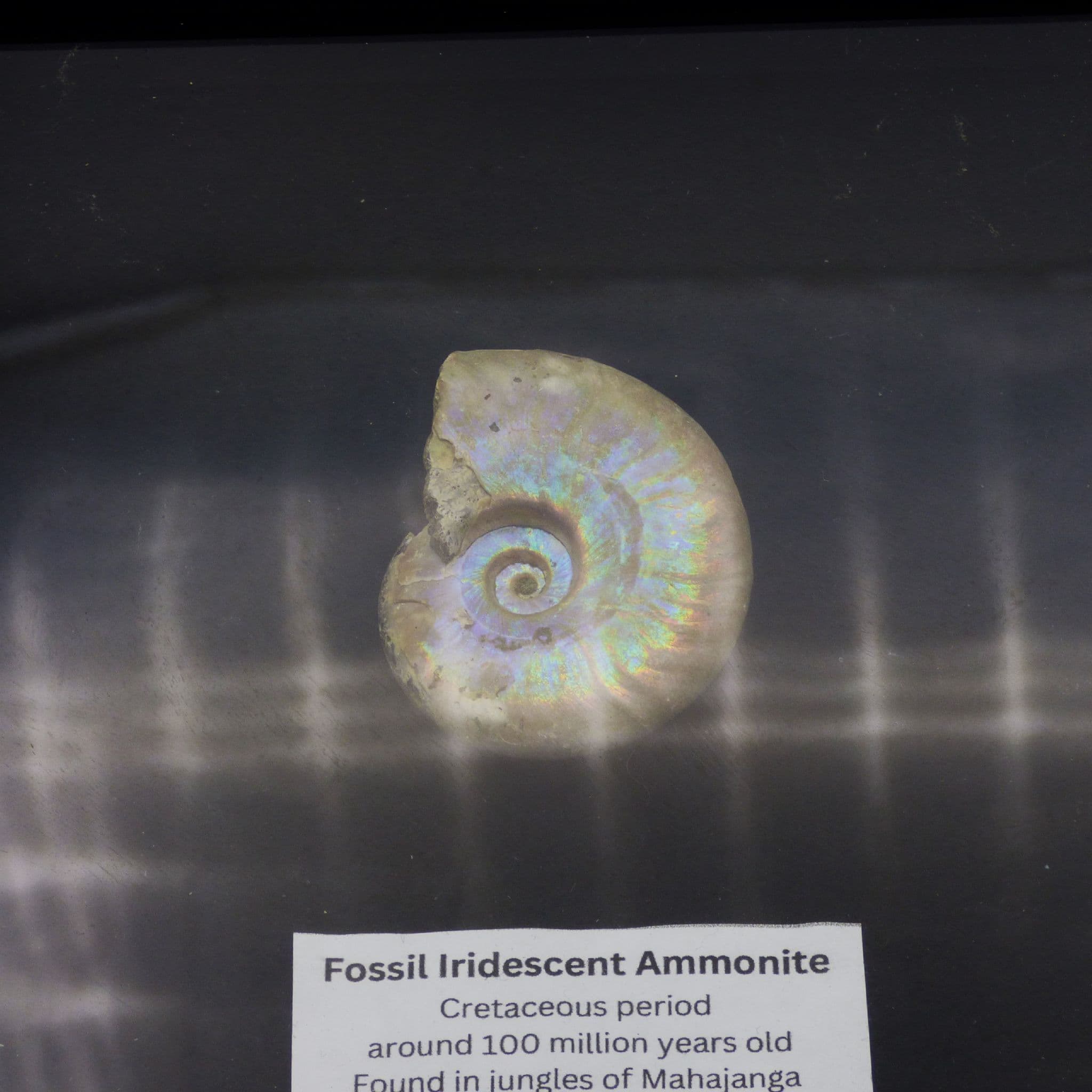 Framed Ammonite Fossil ;Iridescent/Opalescent Cretaceous.