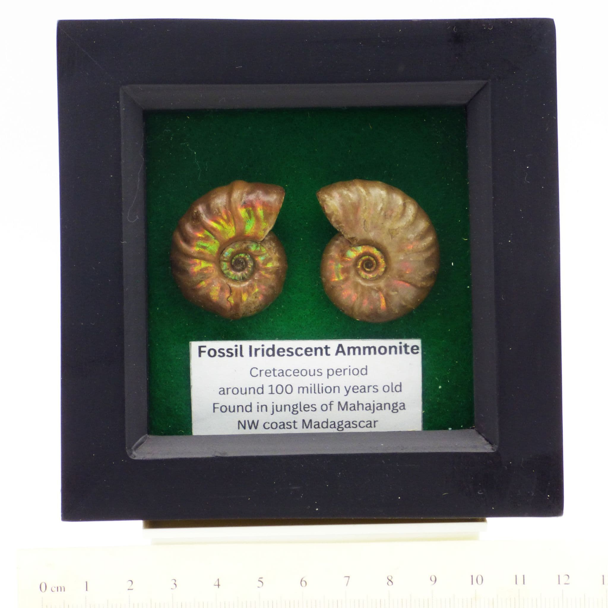 Framed Ammonite Fossil Pair;Iridescent/Opalescent Cretaceous.