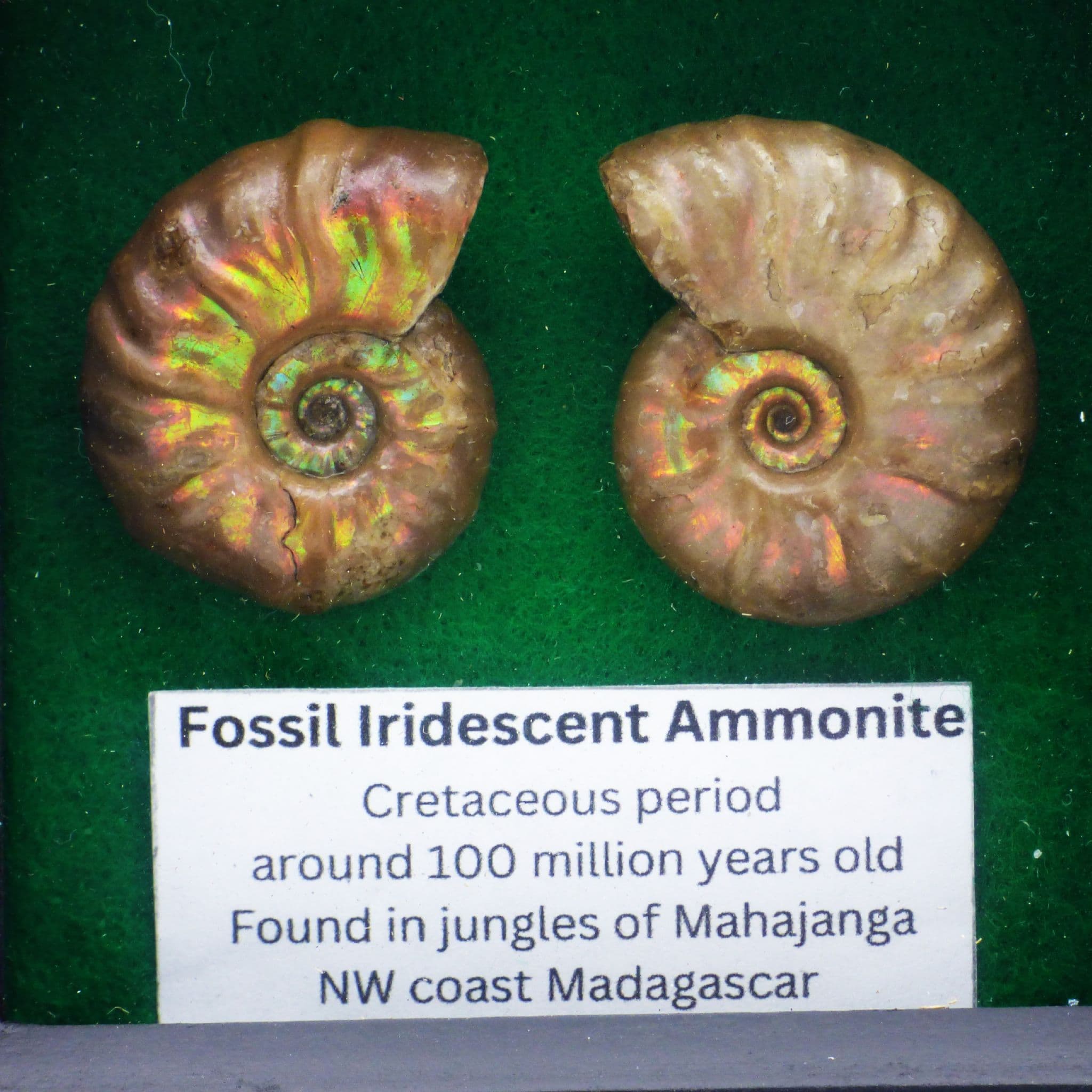 Framed Ammonite Fossil Pair;Iridescent/Opalescent Cretaceous.