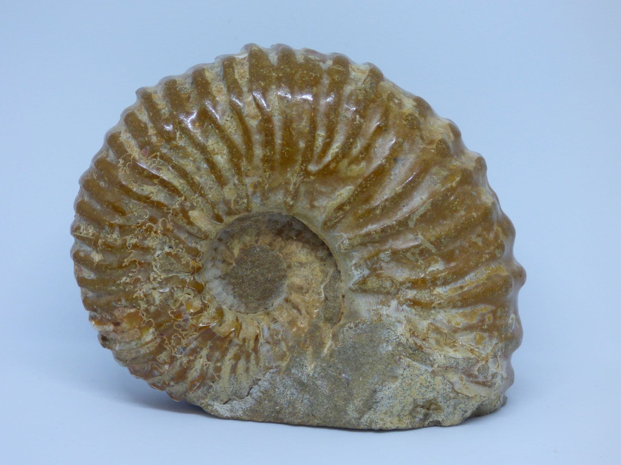 Freestanding  Fossil Ammonite Acanthoceras sp Acanthoceras