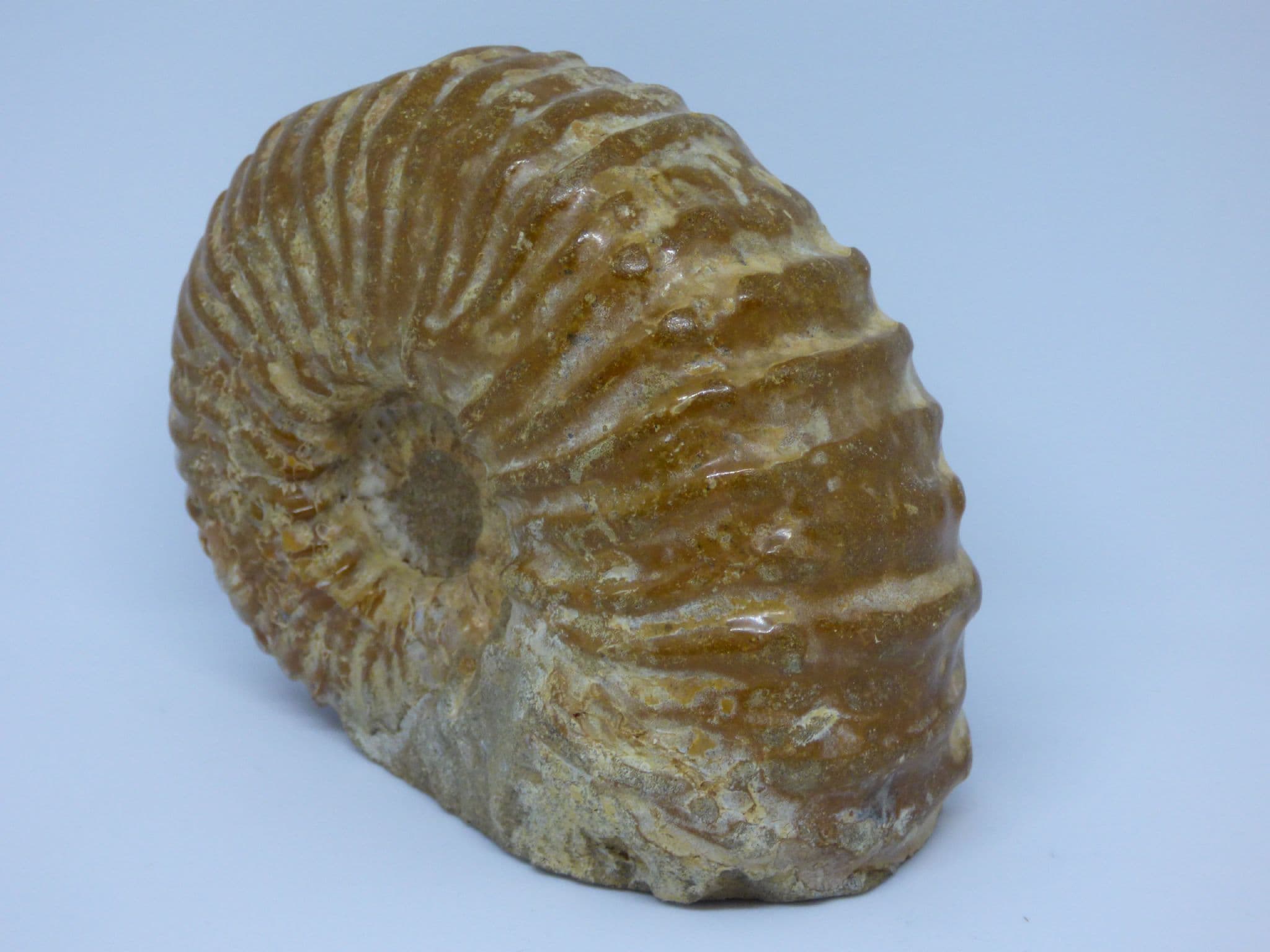 Freestanding  Fossil Ammonite Acanthoceras sp Acanthoceras