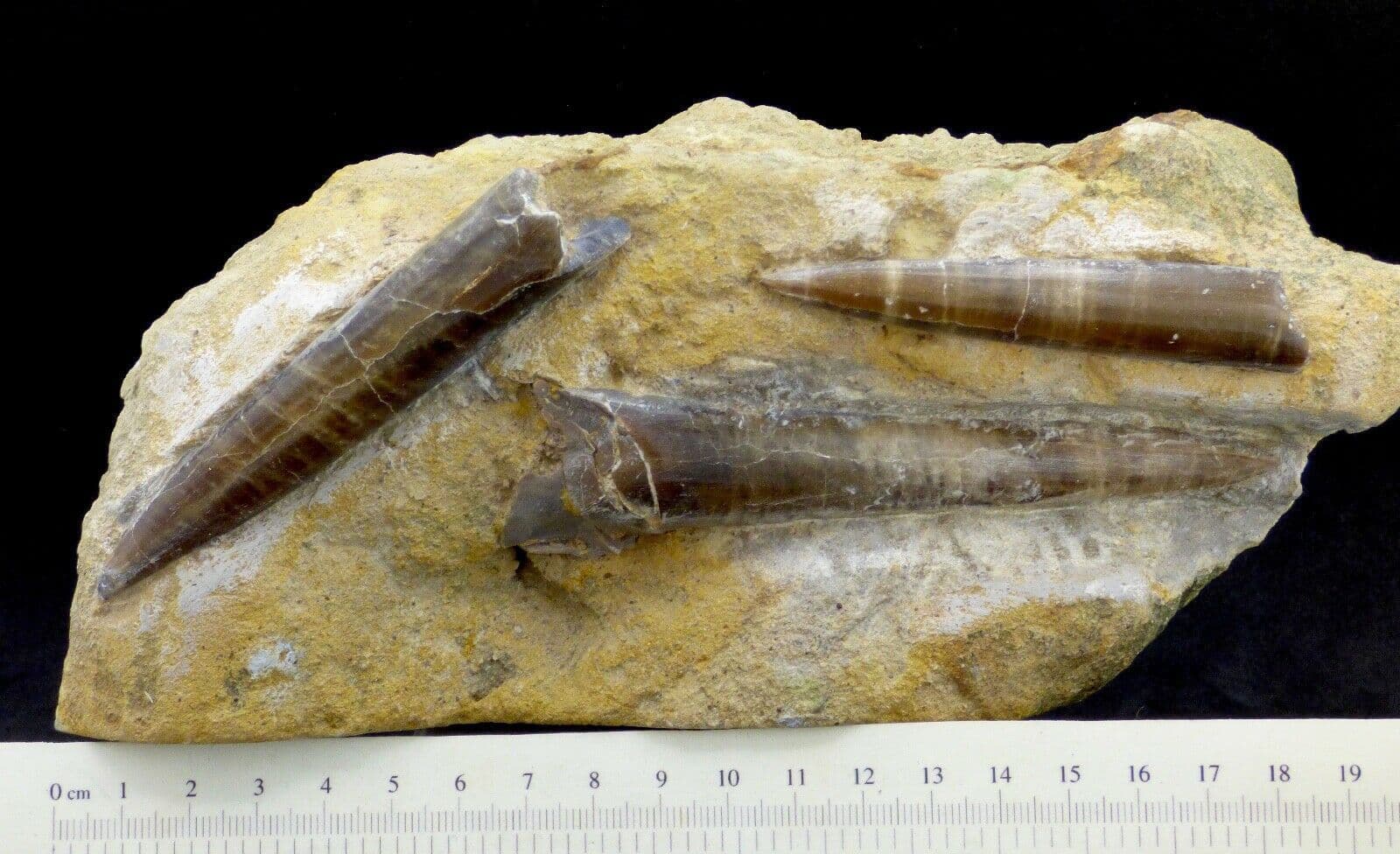 Freestanding  Jurassic Three Fossil Belemnite Display Stroud Gloucestershire