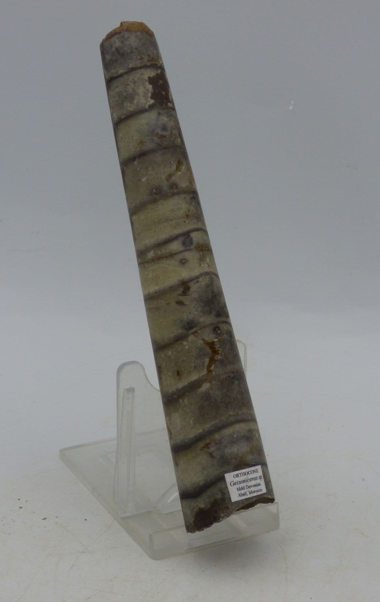 Geisoniceras  Orthoceras Fossil with Display Stand