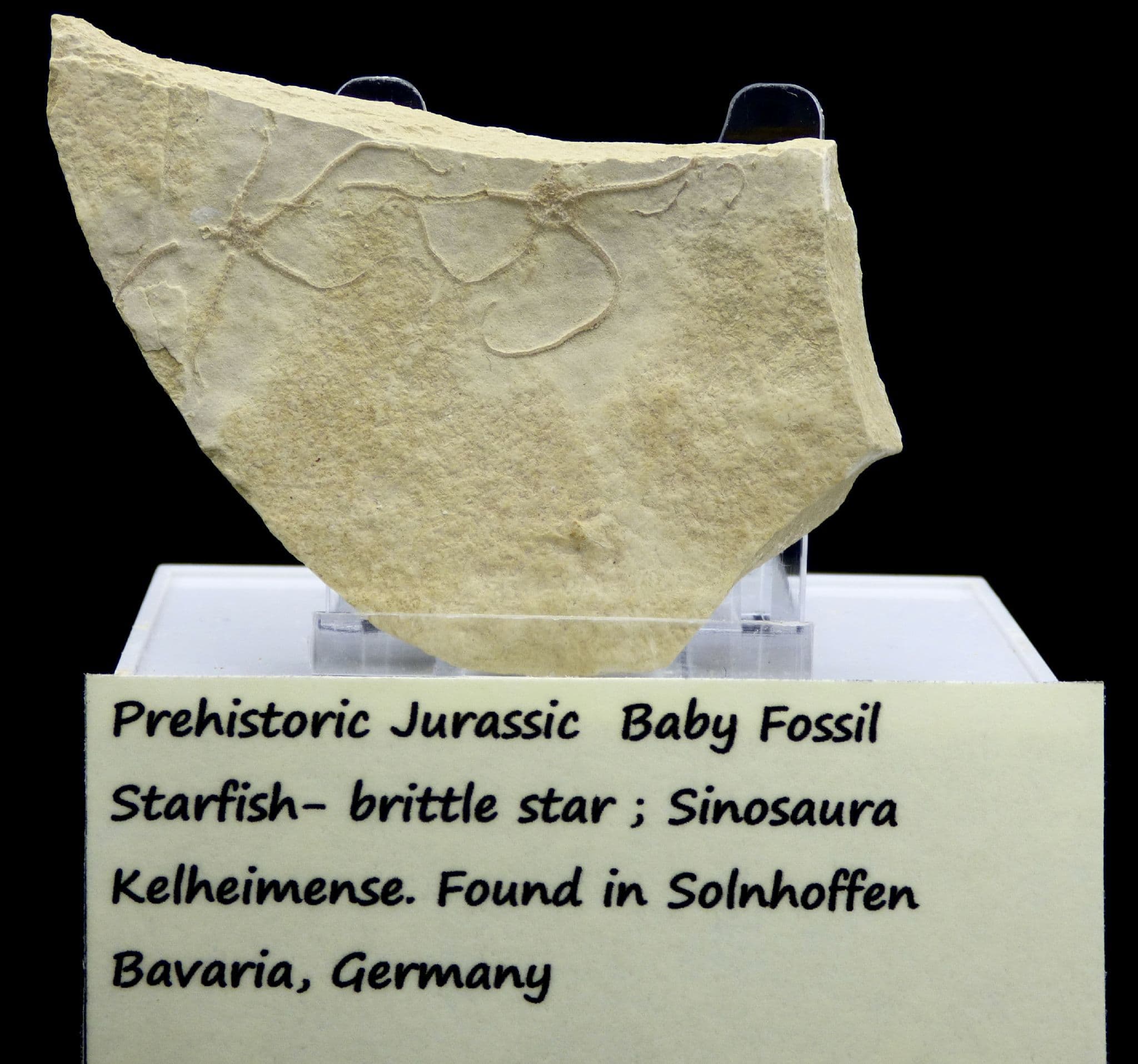 Gift Boxed Baby Fossil  Star Fish Pair + Stand from Solnhofen, Bavaria (1)