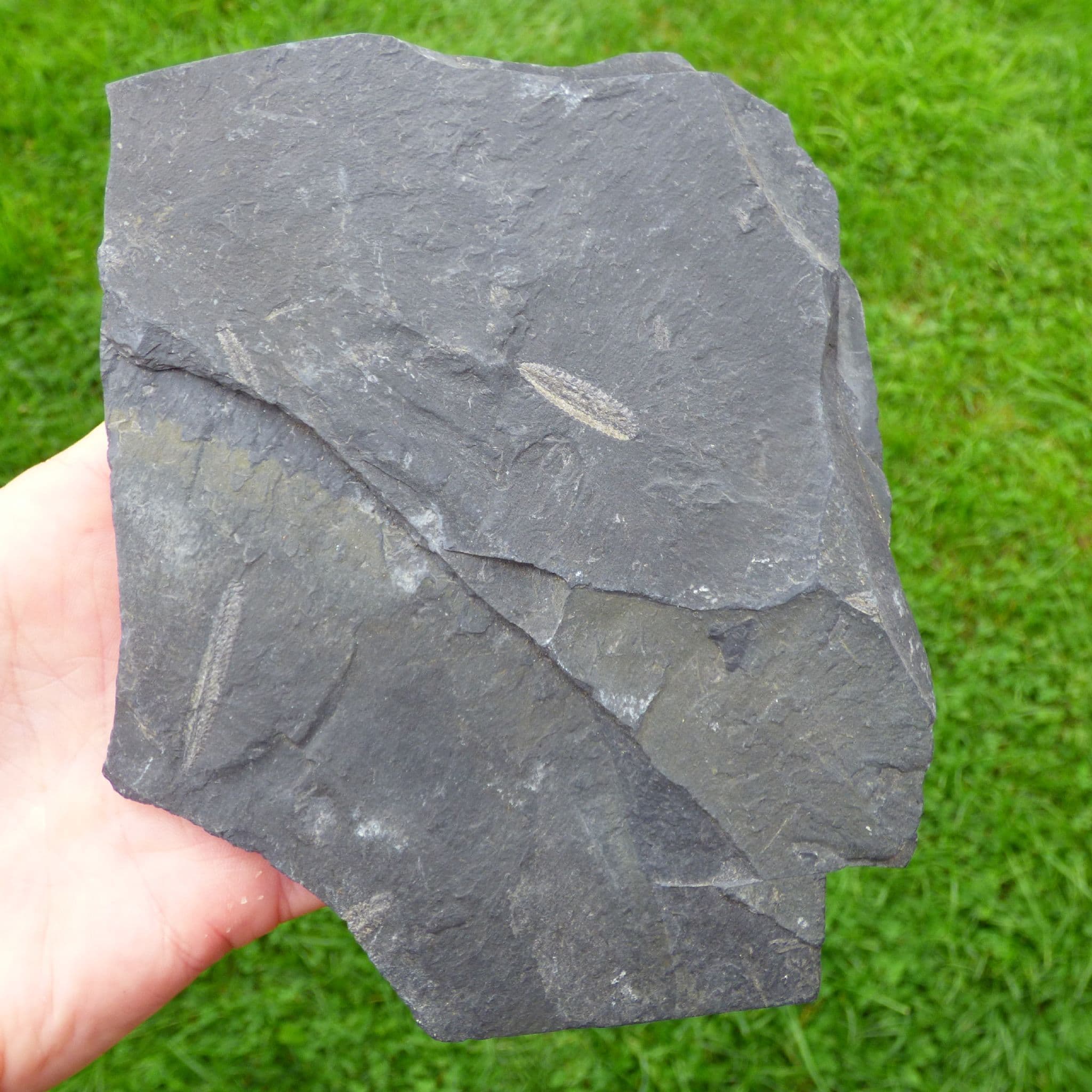 Graptolite Fossil Phyllograptus Shropshire Ordovician Slate  with Display Stand