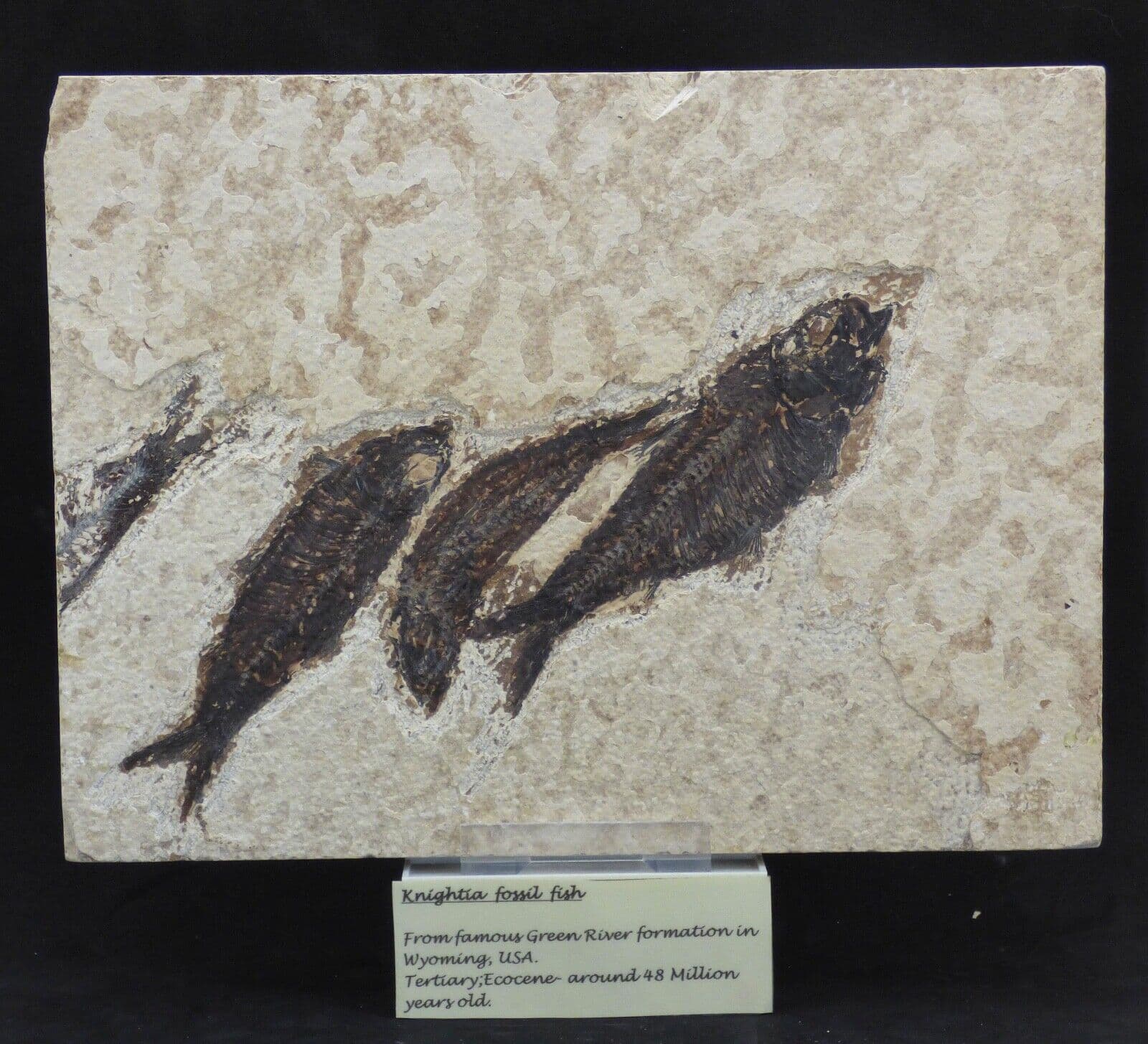 Green River Formation Fossil Fish Group with Display Stand