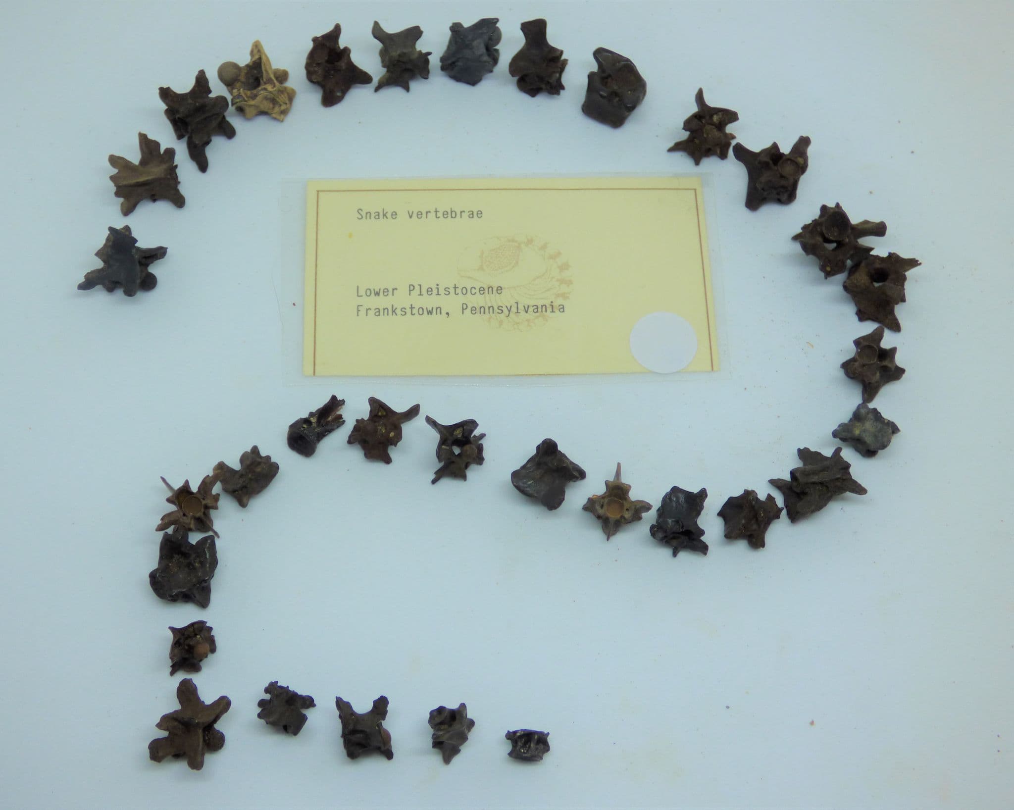 Group of 29  Fossil Snake Vertebra from an old collection