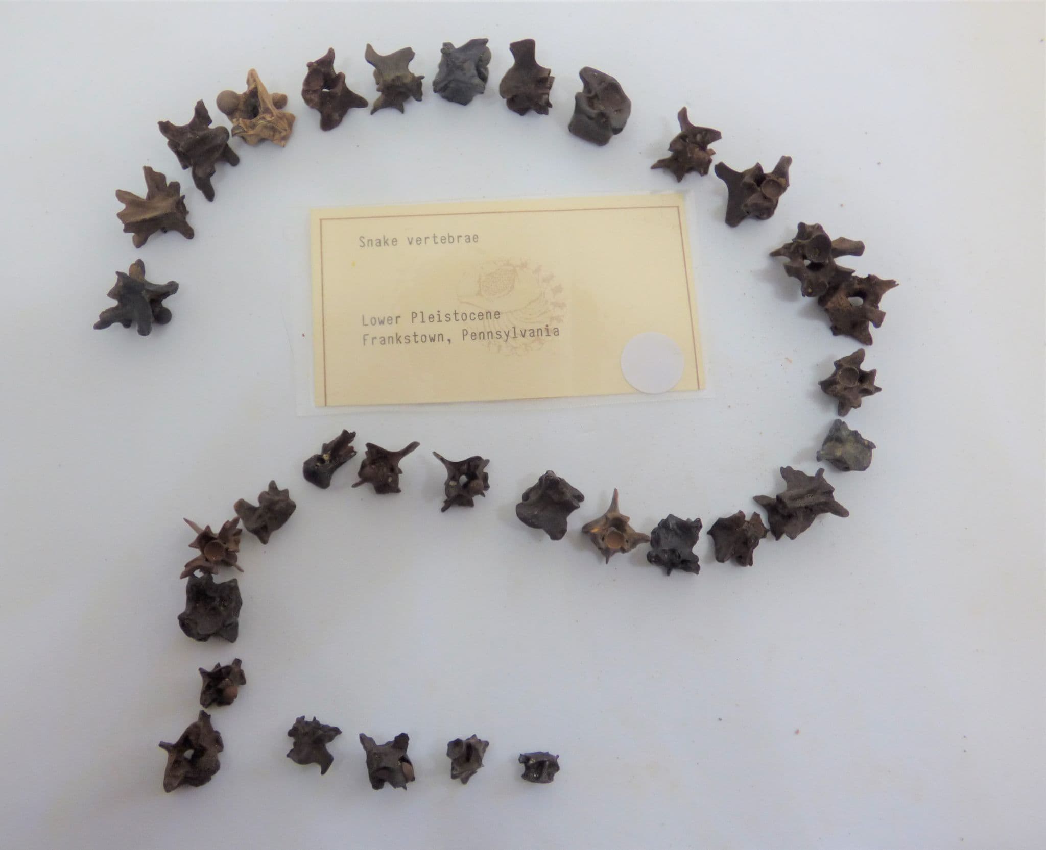 Group of 29  Fossil Snake Vertebra from an old collection