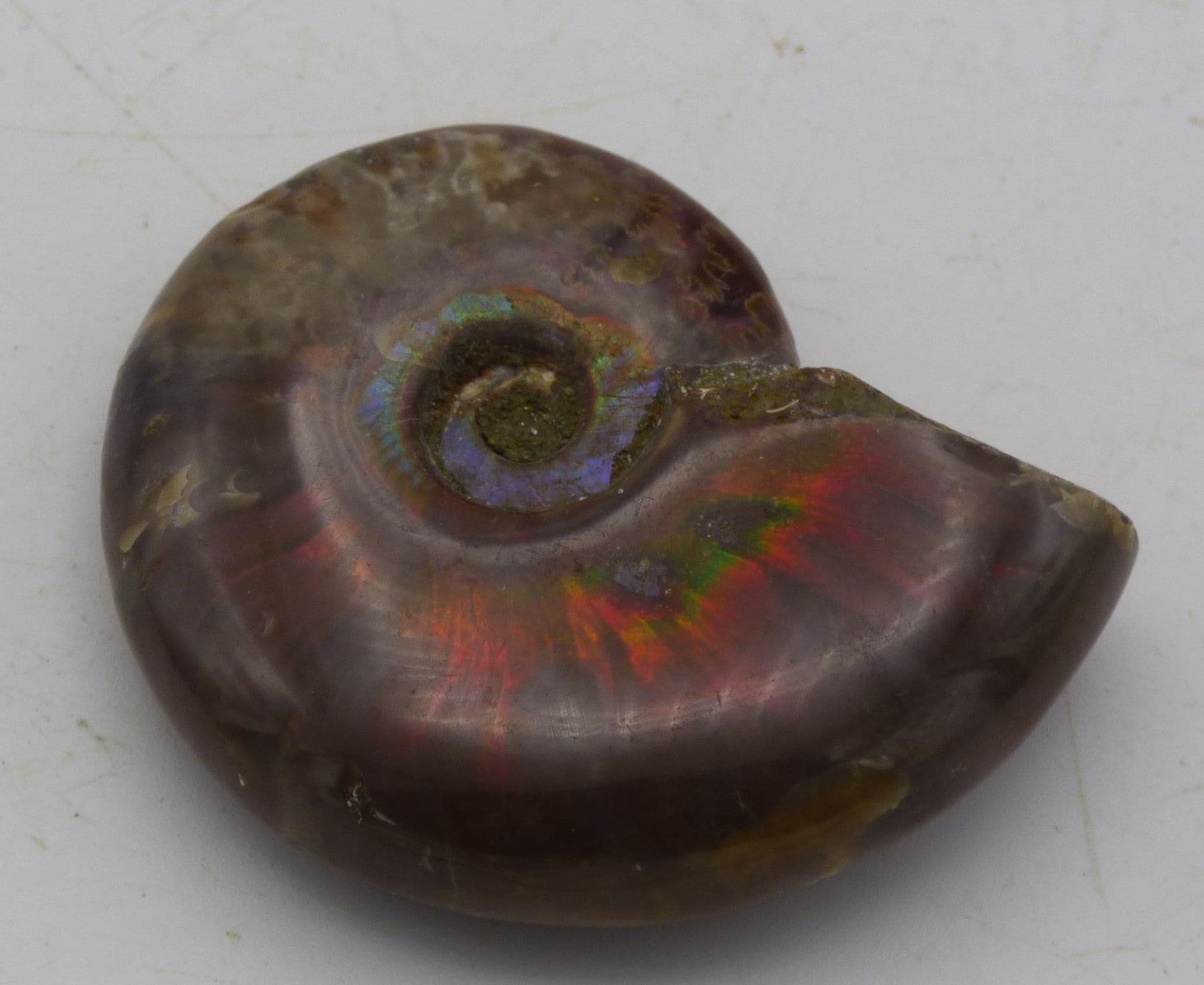 hole Polished Cleoniceras Ammonite Fire Red Iridescent Fossil 3.9  cm