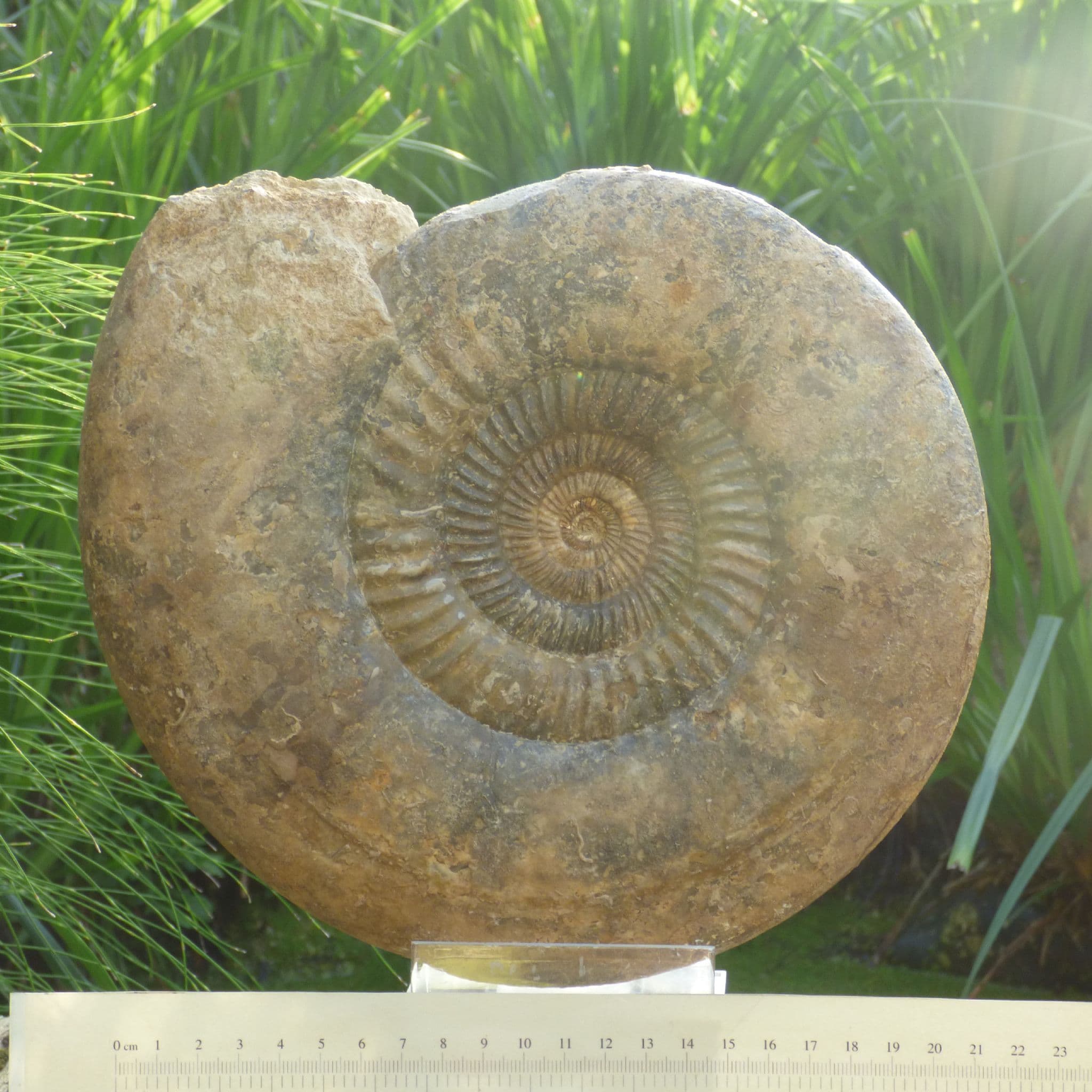 Huge Jurassic Fossil Ammonite Parkinsonia 2.3 kg  23 cm Burton Bradstock, UK