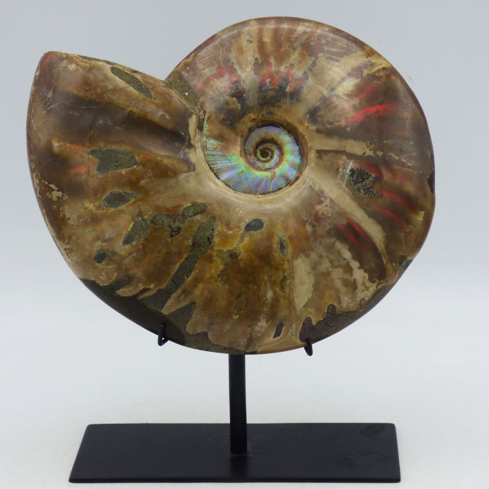 Huge  Polished Cleoniceras Ammonite Fire Red Iridescent Fossil Steel Stand