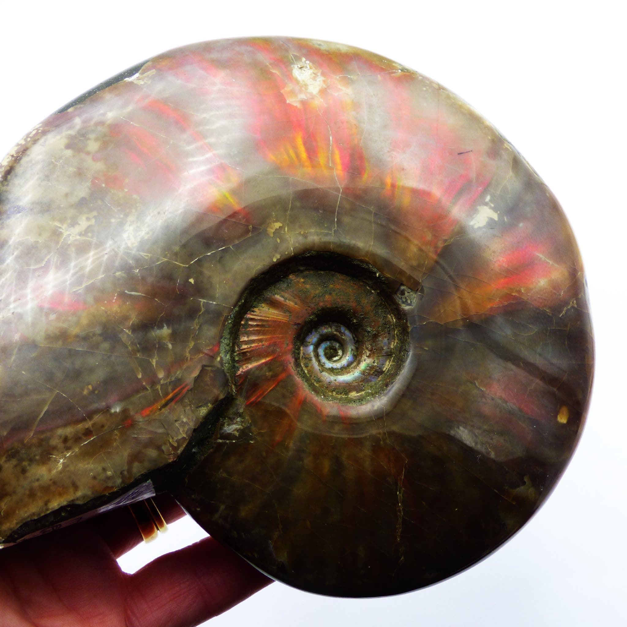 Huge  Polished Cleoniceras Ammonite Fire Red Iridescent Fossil Steel Stand