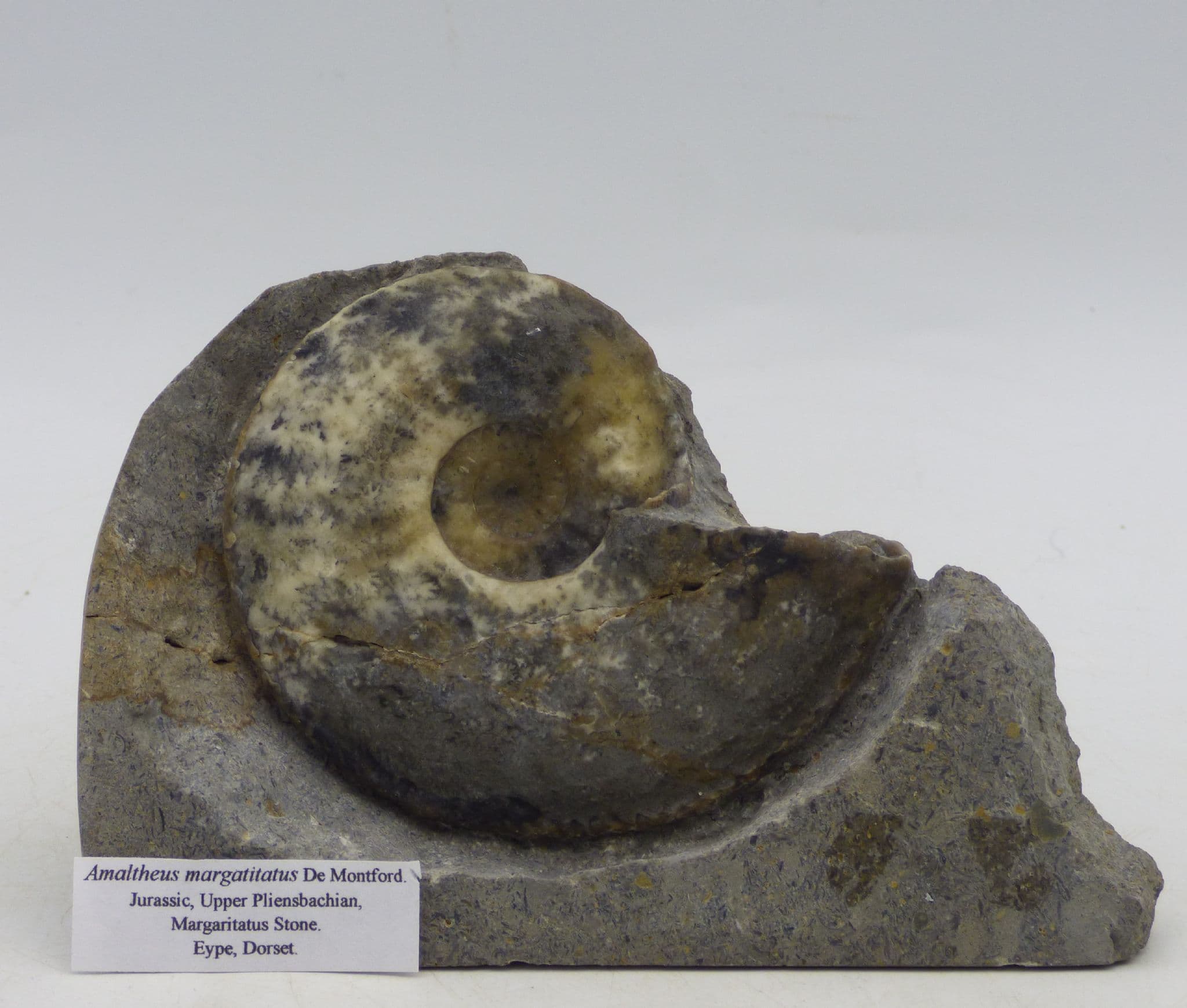 Jurassic Fossil Ammonite Amaltheus Margatitatus Eype  Dorset UK