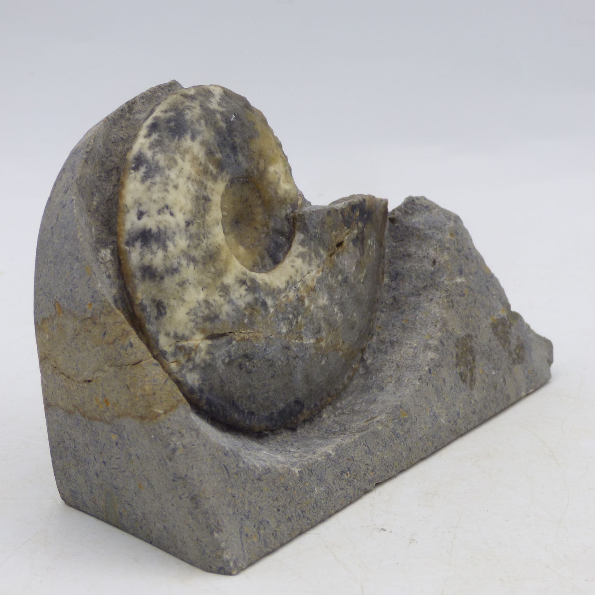 Jurassic Fossil Ammonite Amaltheus Margatitatus Eype  Dorset UK