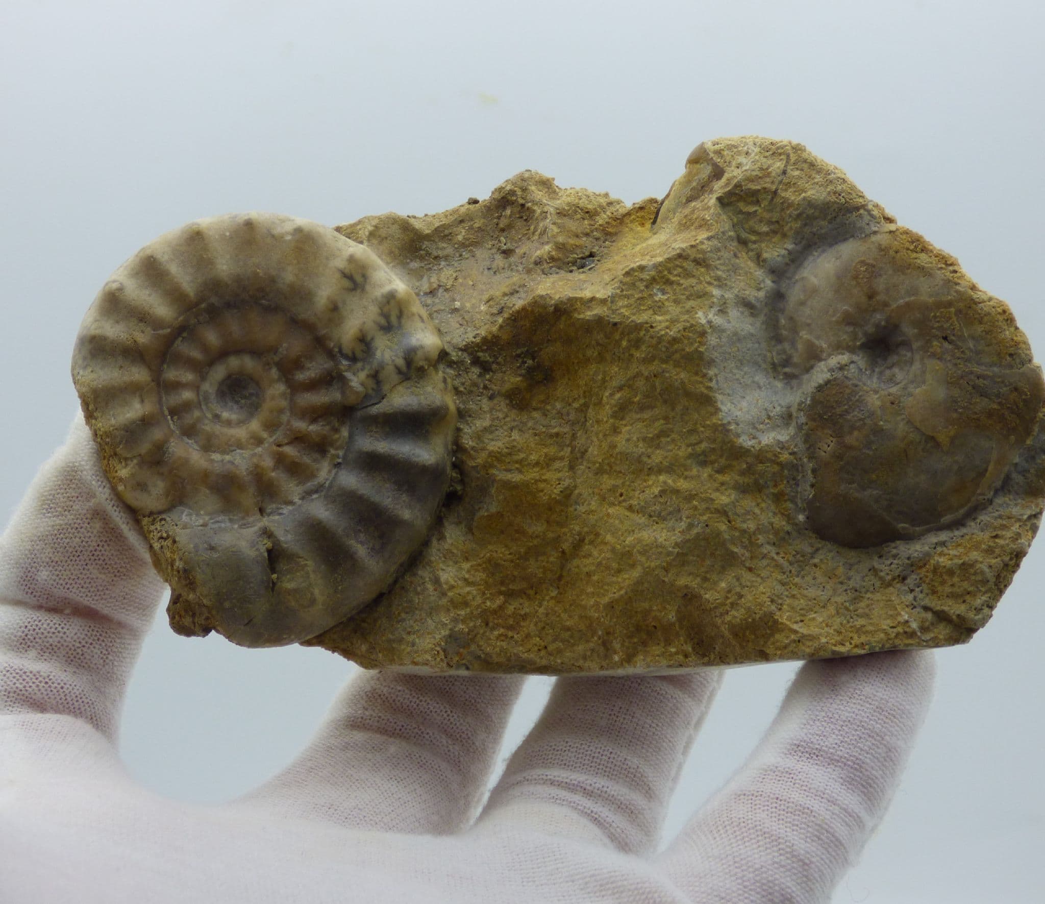 Jurassic Fossil Ammonite Display Acanthopleuroceras Maugenesti Bath UK