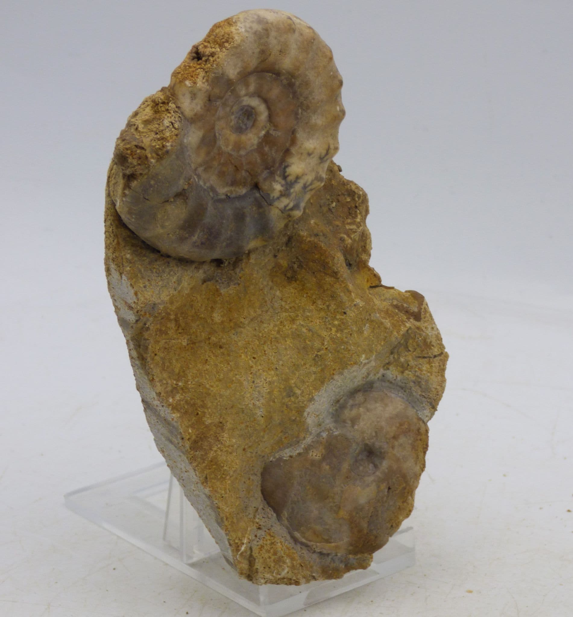 Jurassic Fossil Ammonite Display Acanthopleuroceras Maugenesti Bath UK