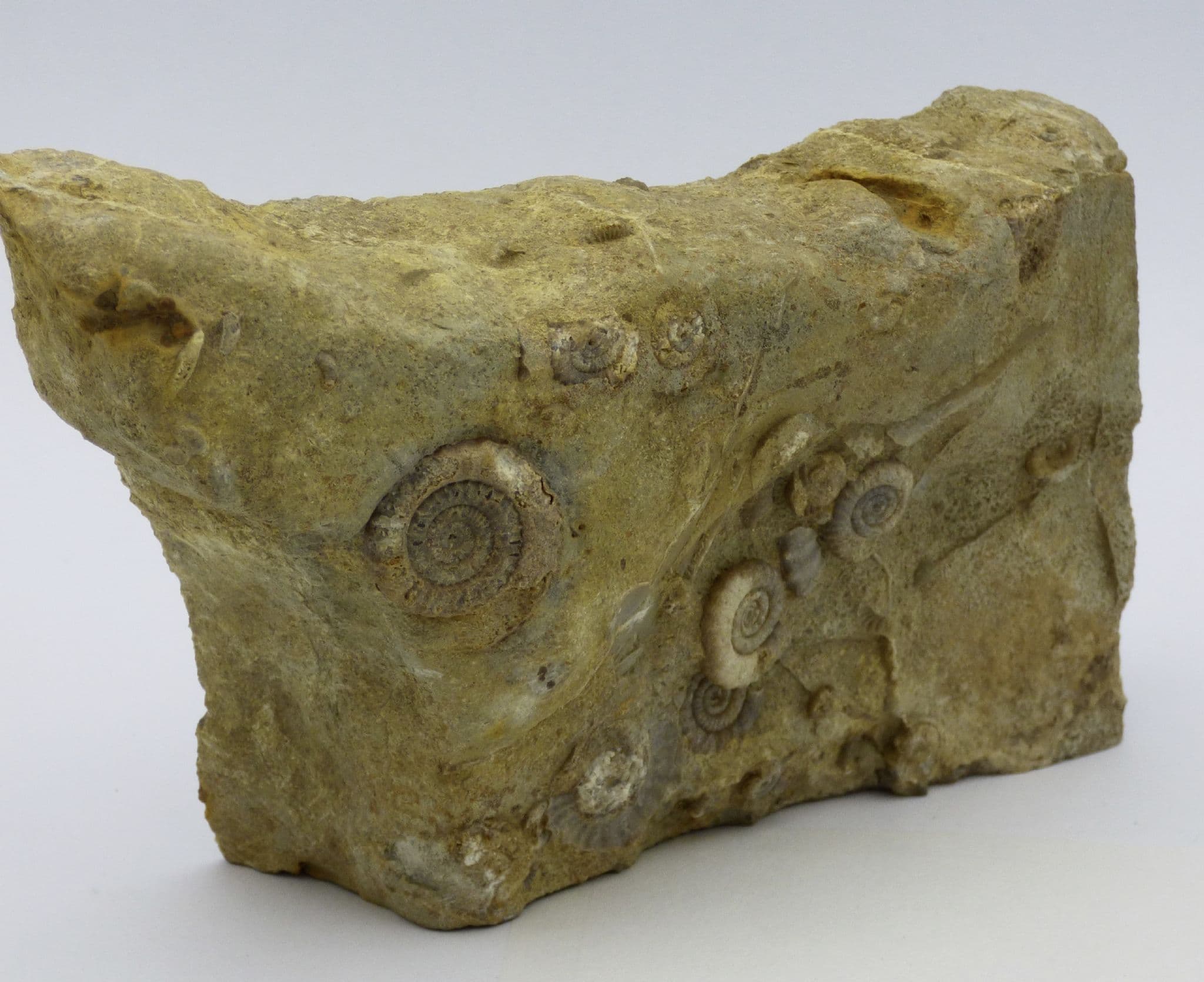 Jurassic Fossil Ammonite Echioceras Raricostum Somerset UK