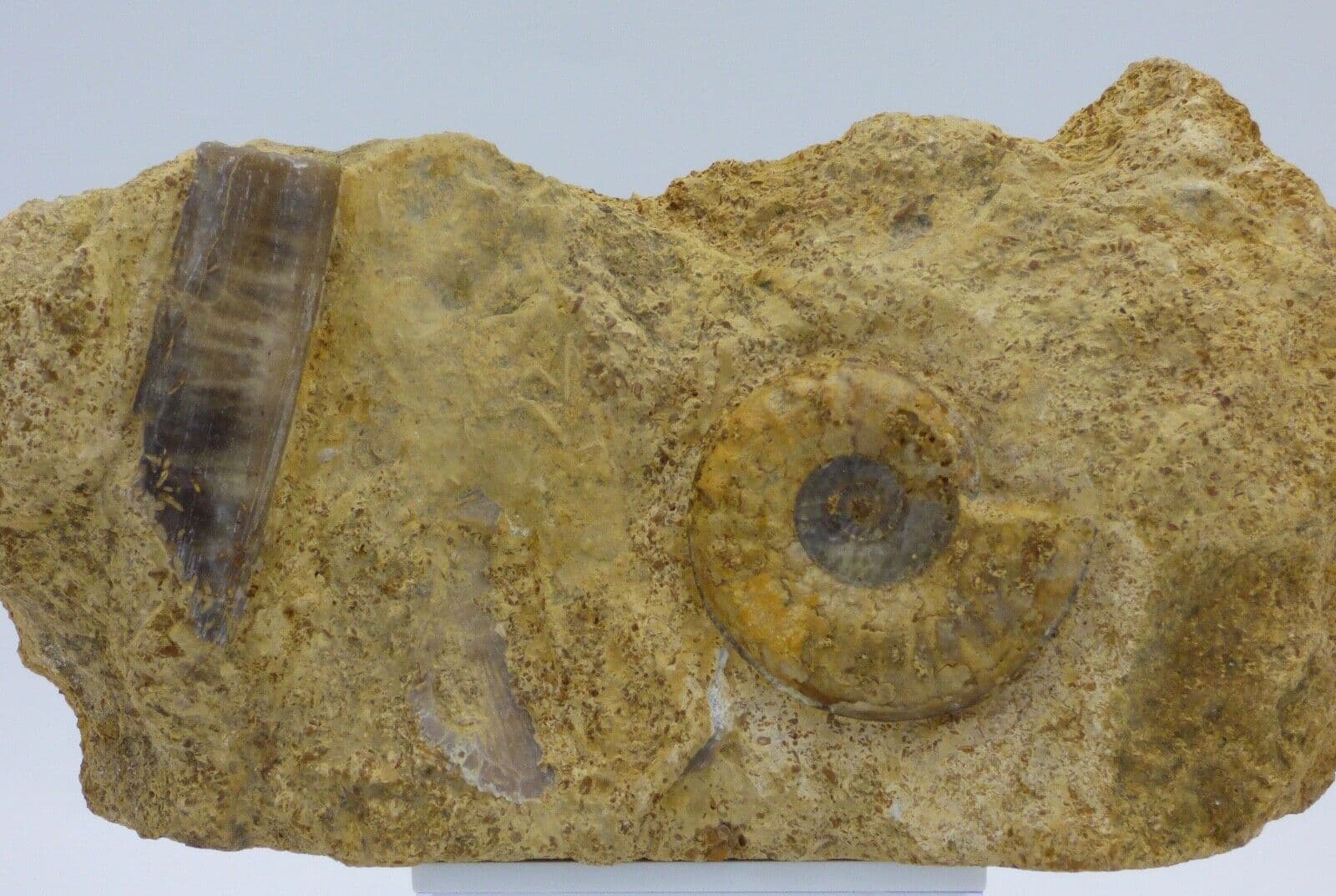 Jurassic Fossil Ammonite Gramoceras Toarciense+Partial Belemnite Gloucestershire