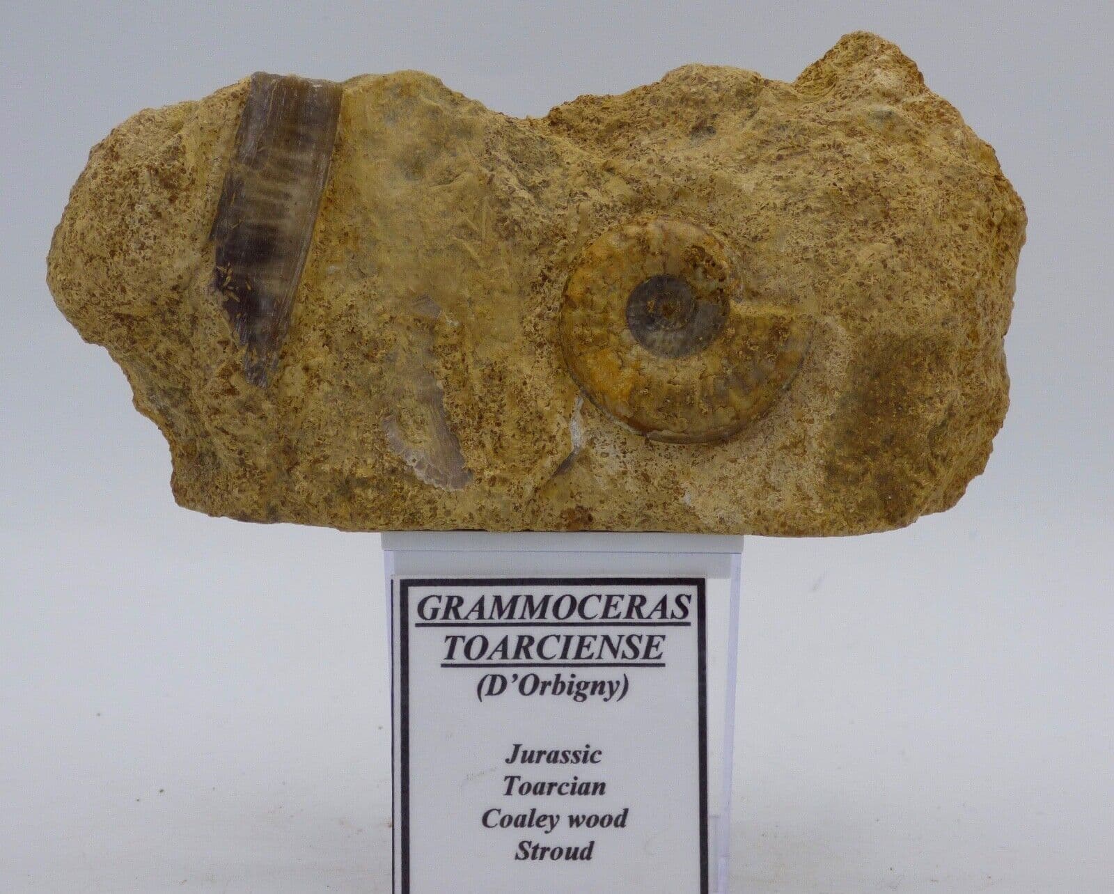 Jurassic Fossil Ammonite Gramoceras Toarciense+Partial Belemnite Gloucestershire