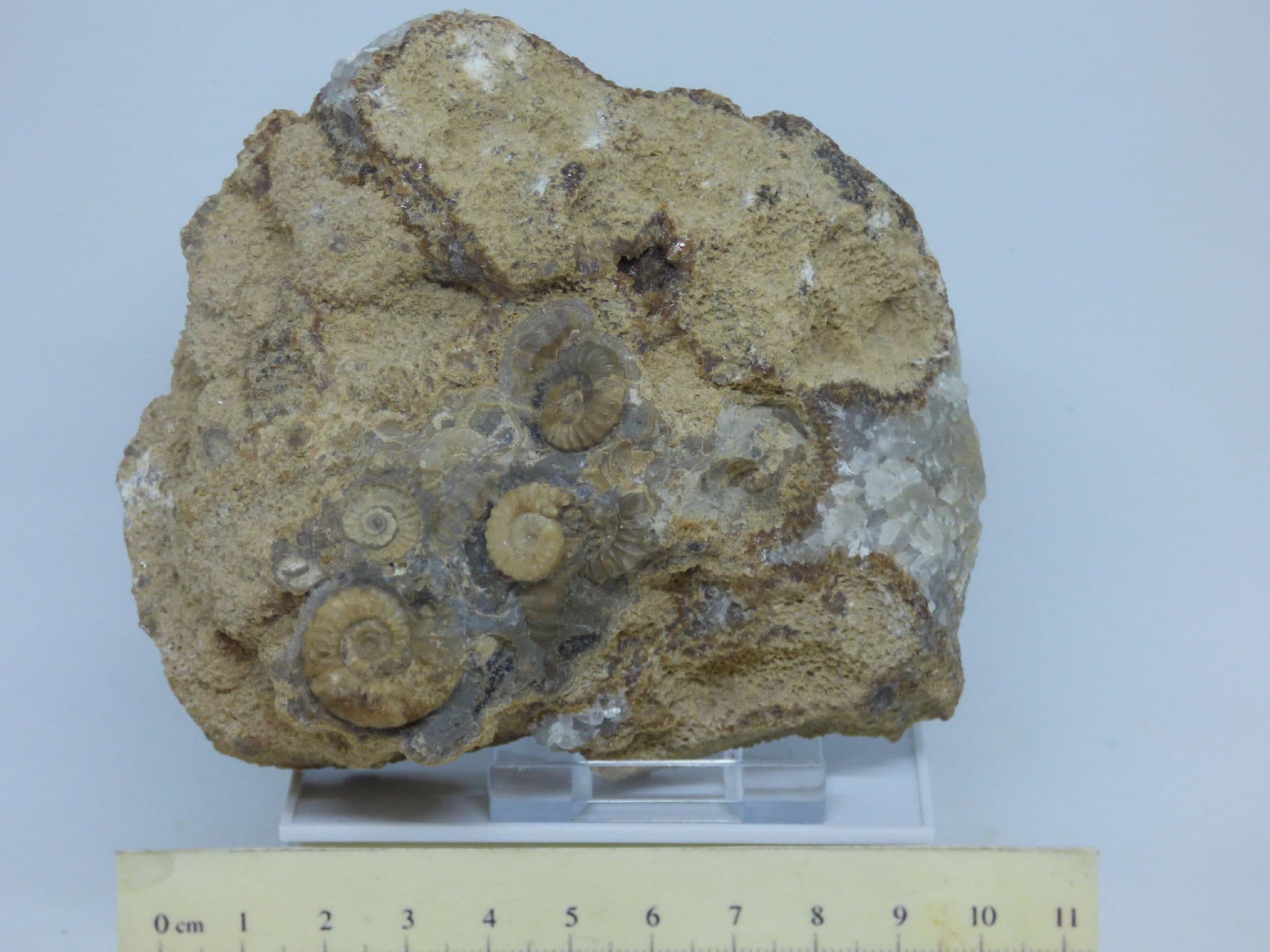 Jurassic Fossil Ammonite Group  -Promicroceras Marstonensis