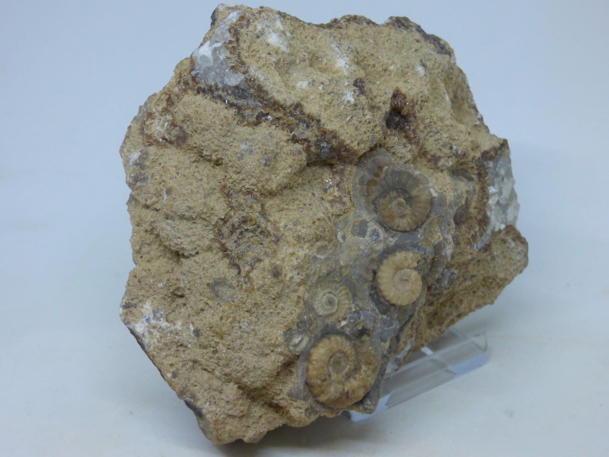 Jurassic Fossil Ammonite Group  -Promicroceras Marstonensis